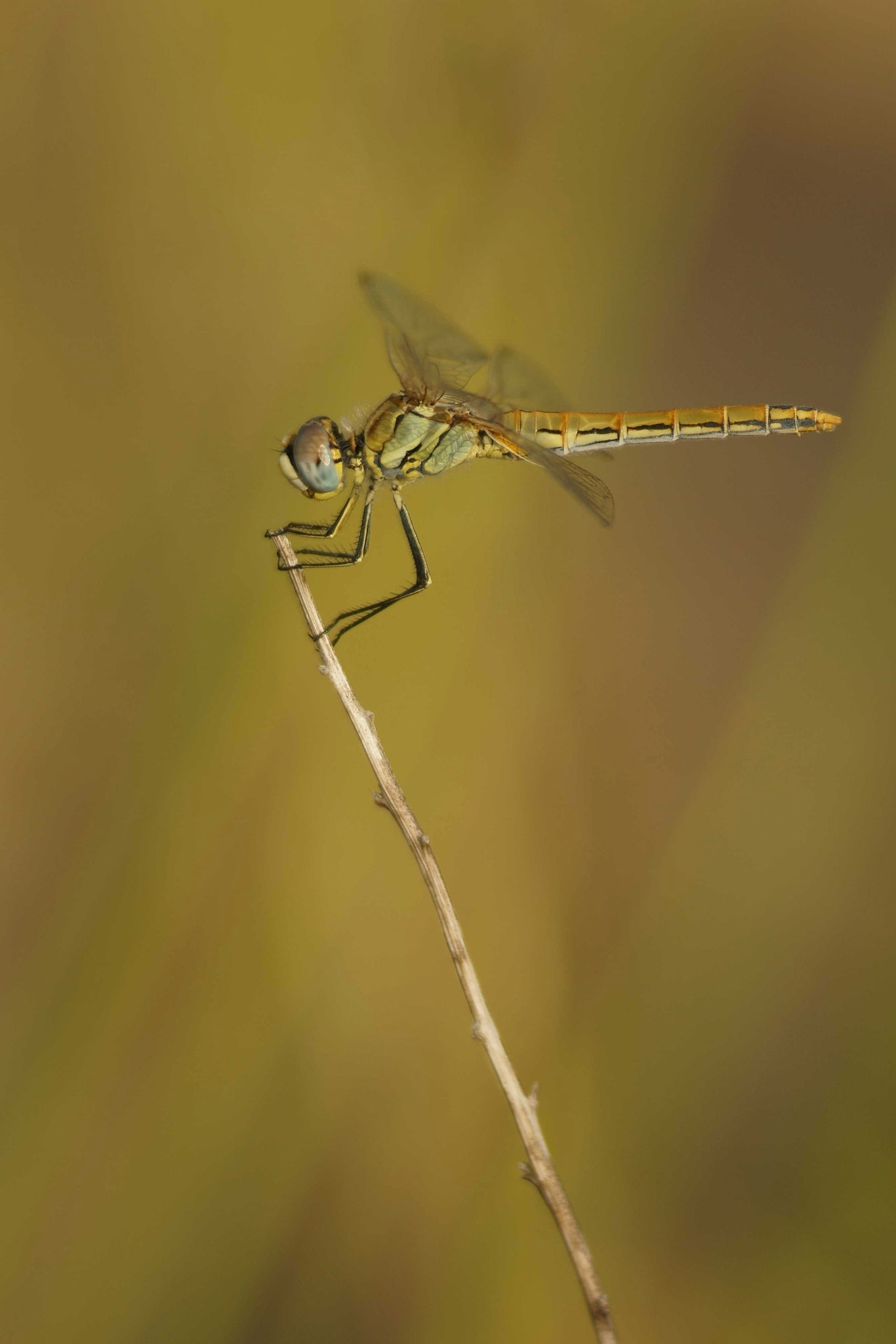 Sony a6000 sample photo. Trithemis annulata (ii) photography