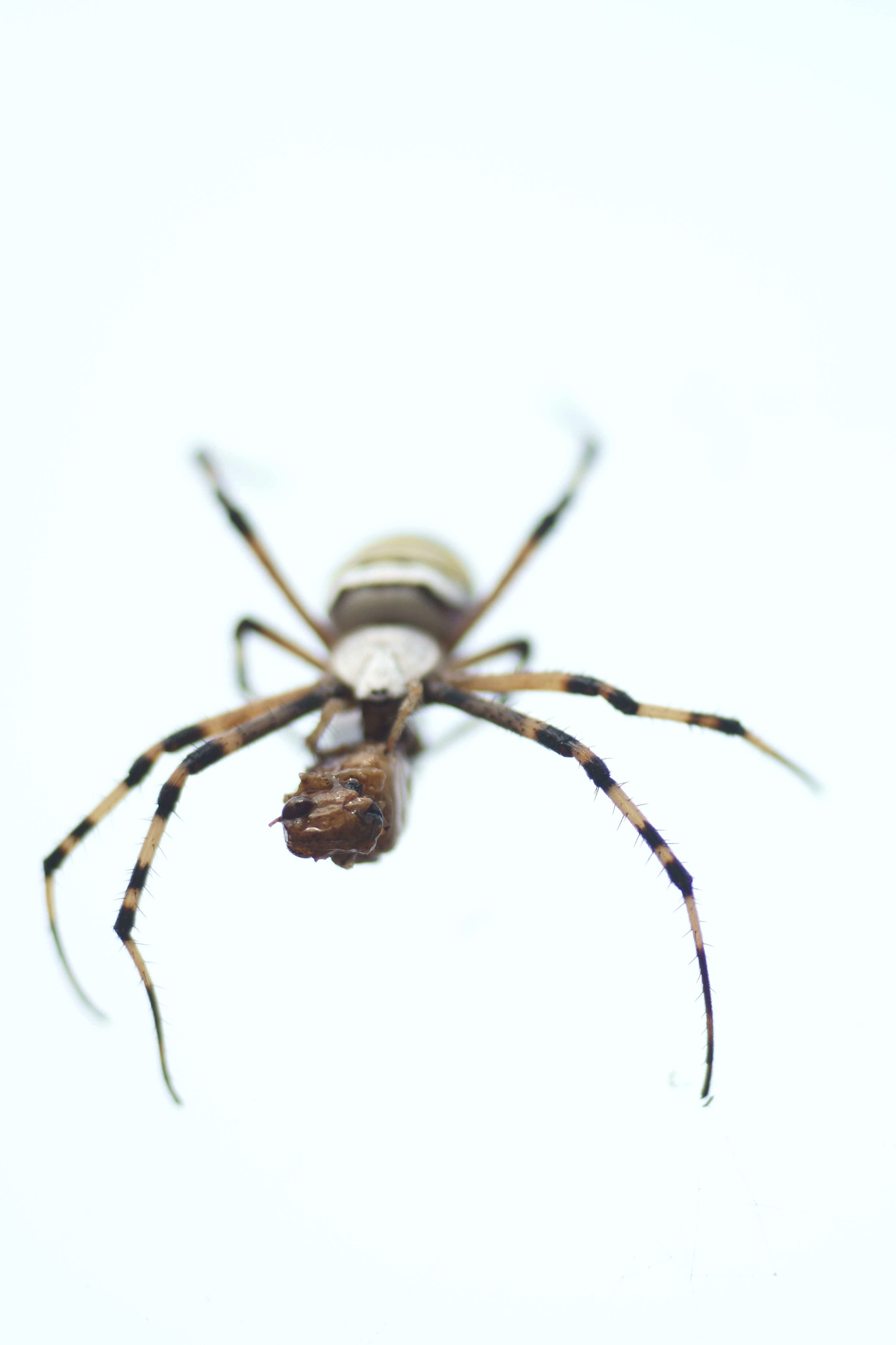 Sony a6000 + Tamron SP AF 90mm F2.8 Di Macro sample photo. Argiope bruennichi (merienda) photography