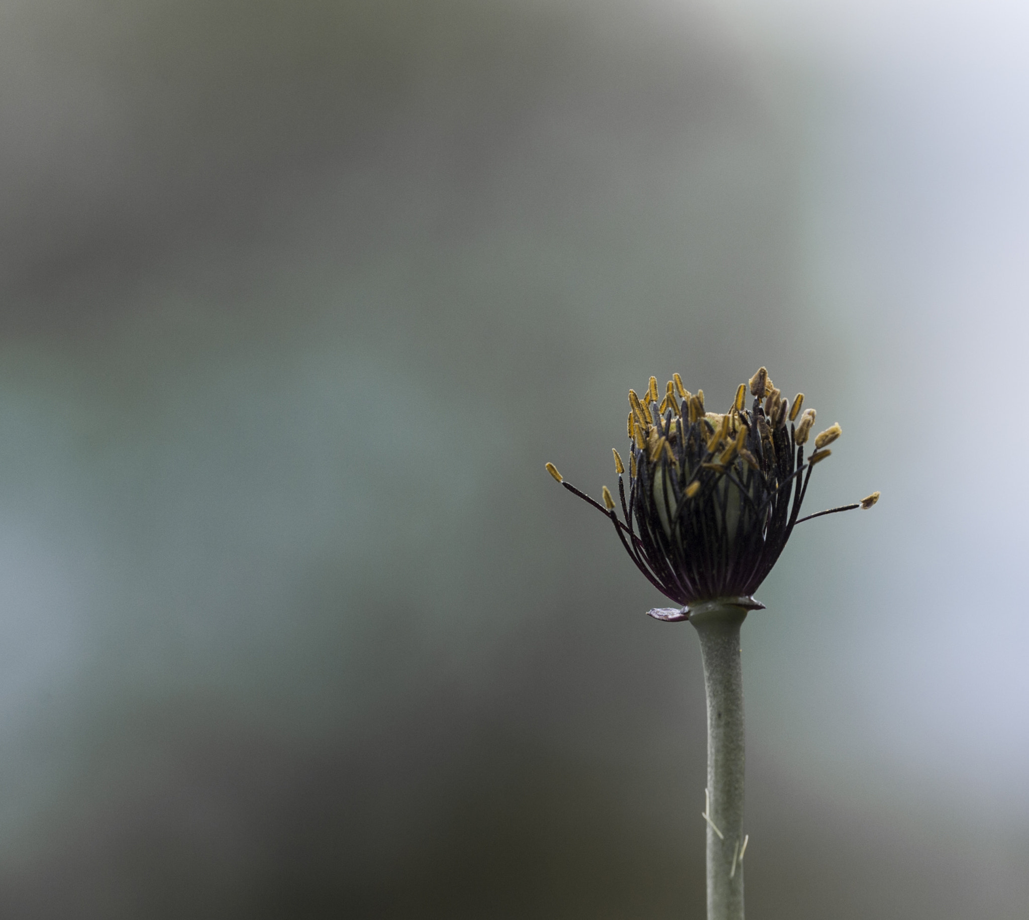 Sigma APO Macro 180mm F3.5 EX DG HSM sample photo. Florecilla photography