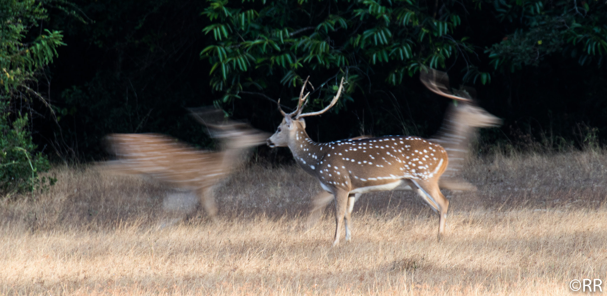 Canon EOS 7D Mark II + Tamron SP 70-300mm F4-5.6 Di VC USD sample photo. Spotted deers photography