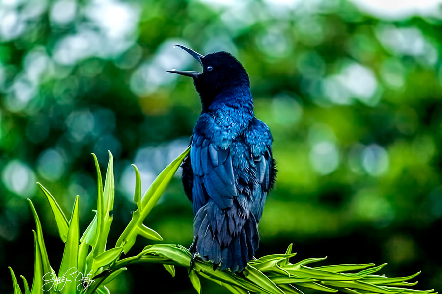 Canon EF-S 55-250mm F4-5.6 IS sample photo. Singing for my supper photography