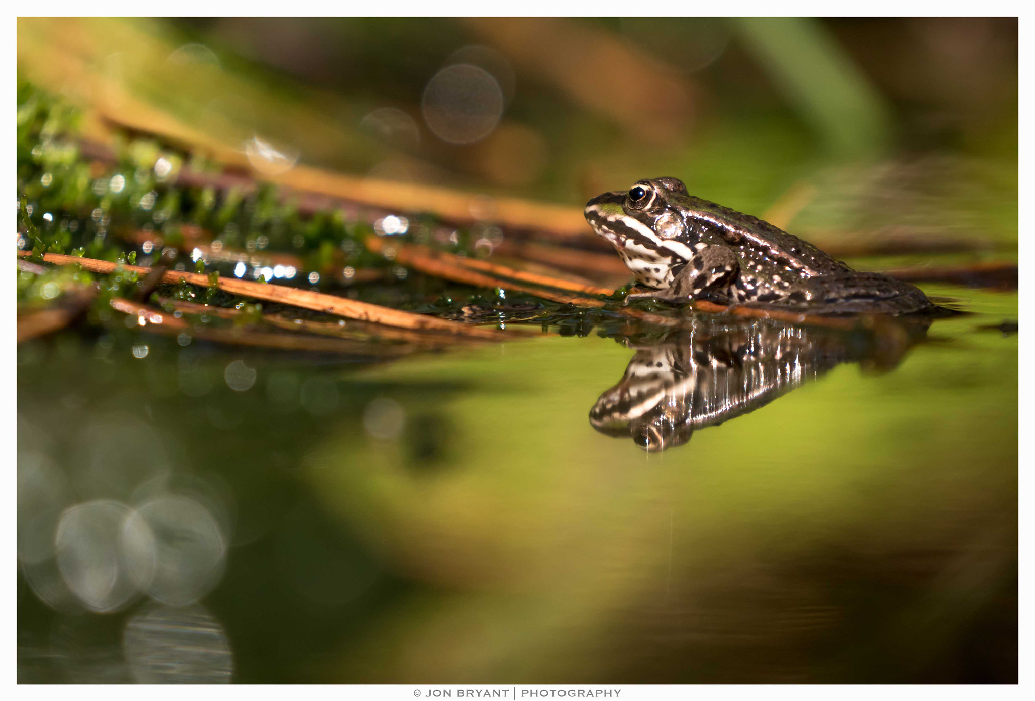 Panasonic Lumix DMC-GH4 + LEICA DG 100-400/F4.0-6.3 sample photo. All the small things photography
