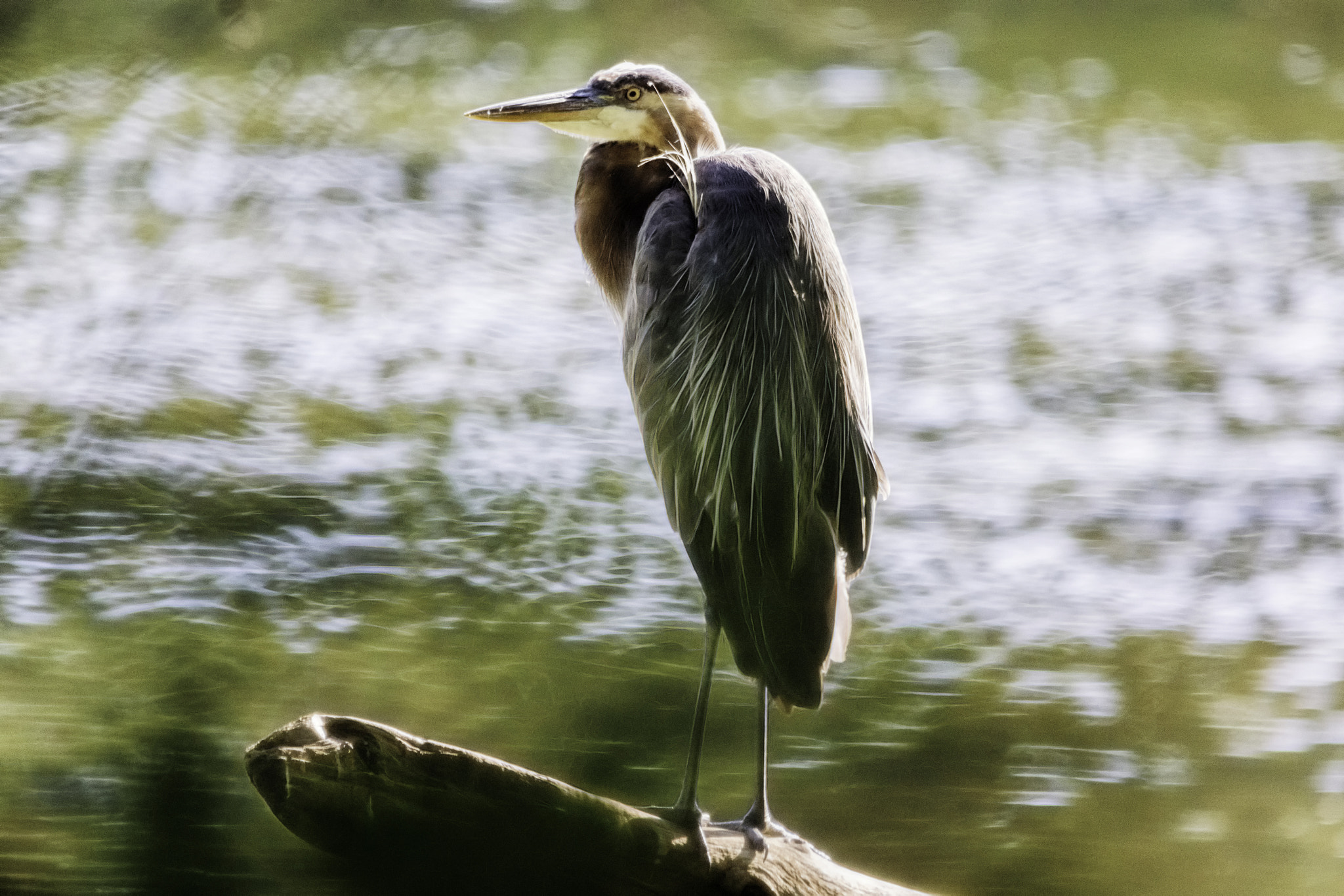 Sigma 150-500mm F5-6.3 DG OS HSM sample photo. Bad feather day photography