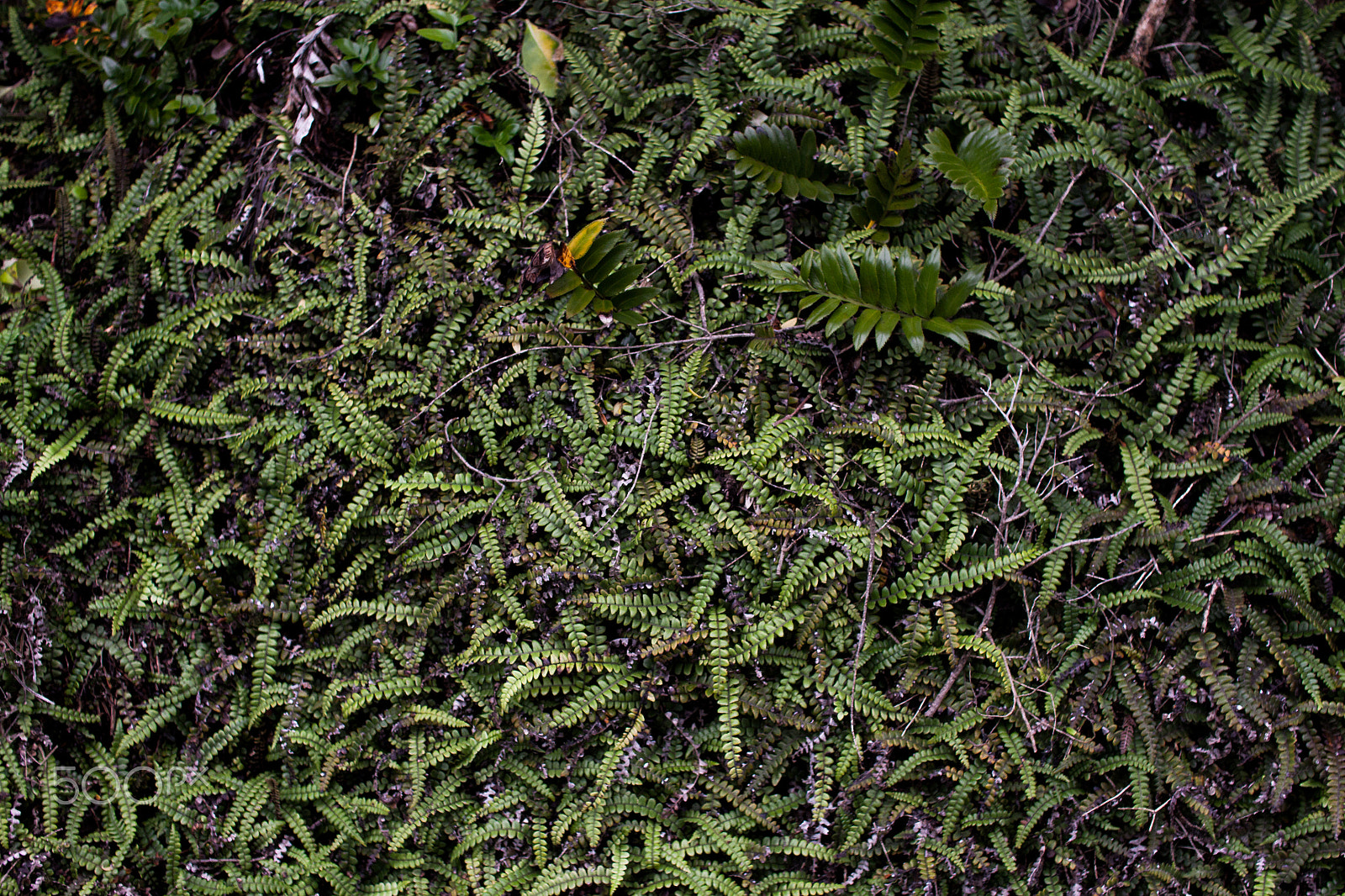 Sigma 30mm F1.4 EX DC HSM sample photo. Fern photography