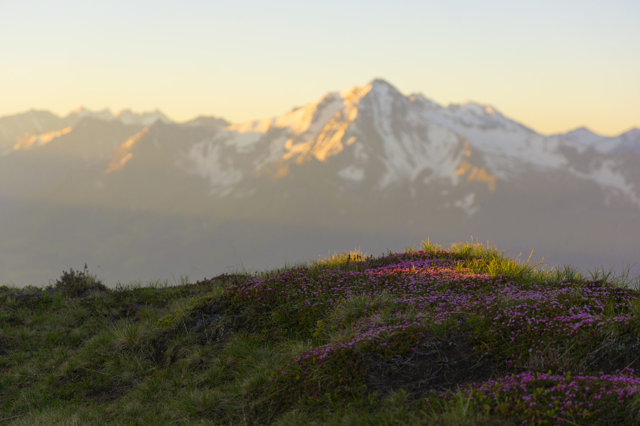 Sony SLT-A77 sample photo. "pink and morning sun" photography