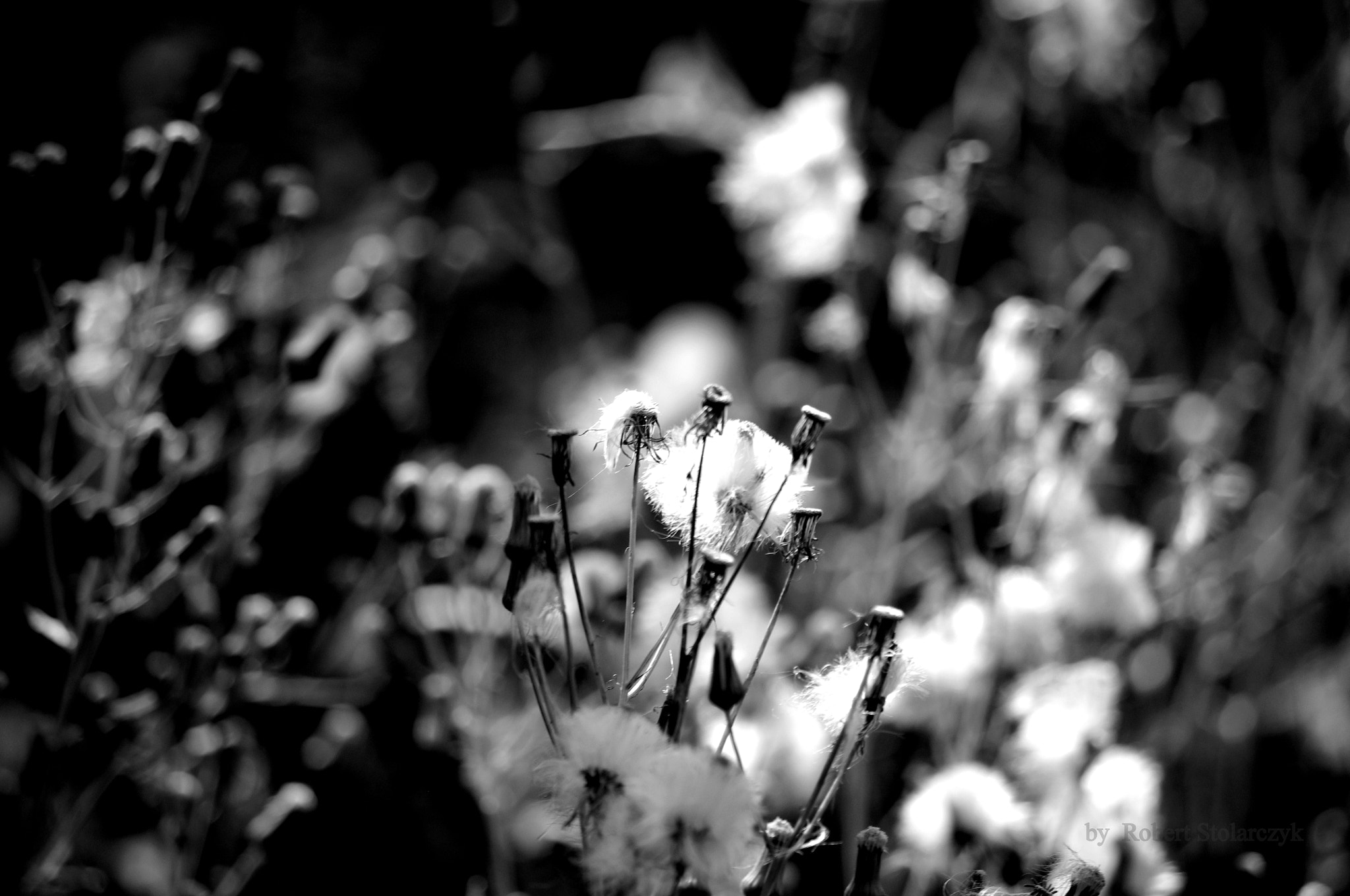 smc PENTAX-DA L 50-200mm F4-5.6 ED sample photo. Historia de un amor photography