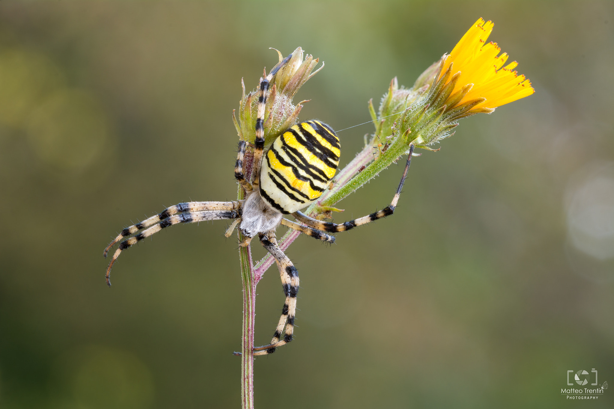Sigma 150mm F2.8 EX DG OS Macro HSM sample photo. Argiope bruennichi photography