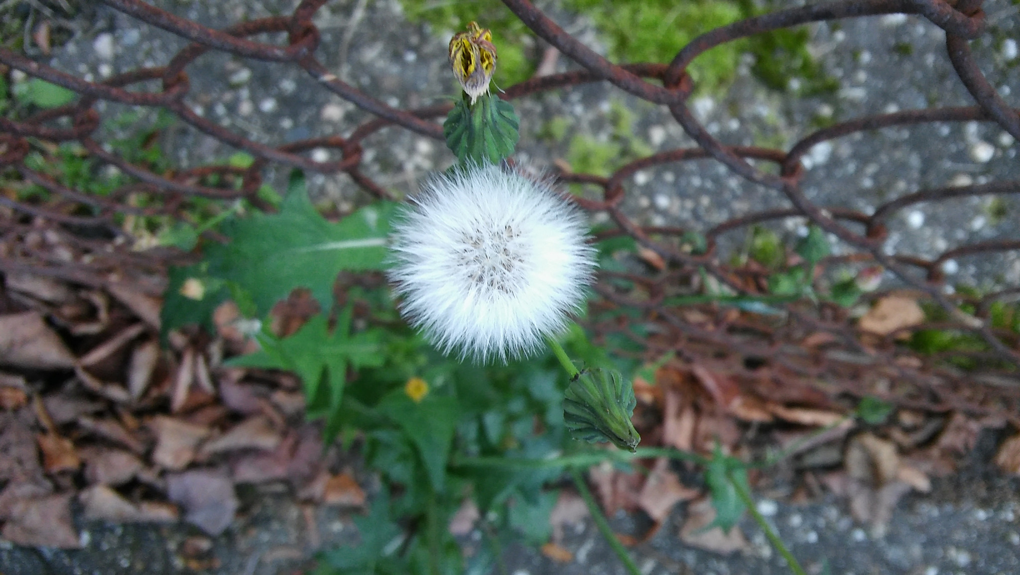 LG SPIRIT 4G LTE sample photo. Dandelion fluff photography