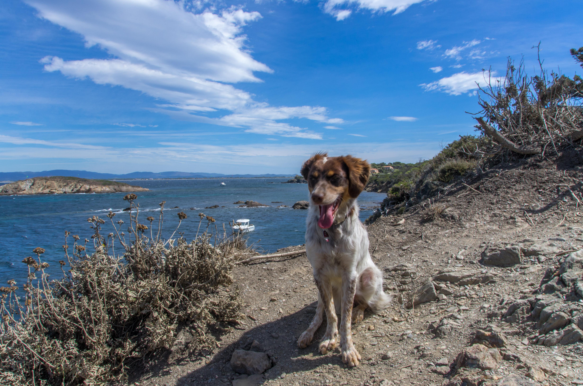 Pentax K-5 + Sigma 18-200mm F3.5-6.3 II DC OS HSM sample photo. Dog and sea photography