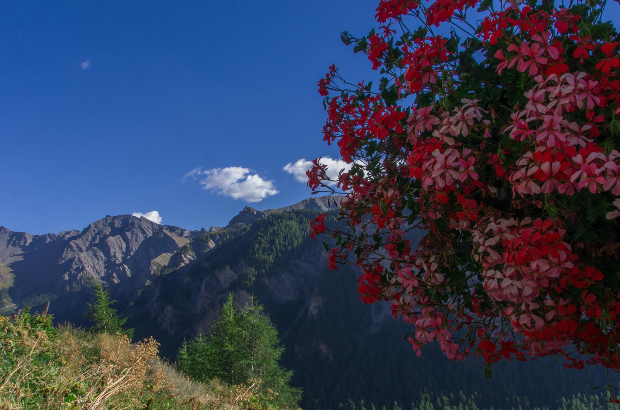 Pentax K-5 + Sigma 18-200mm F3.5-6.3 II DC OS HSM sample photo. Flowers and mountains photography