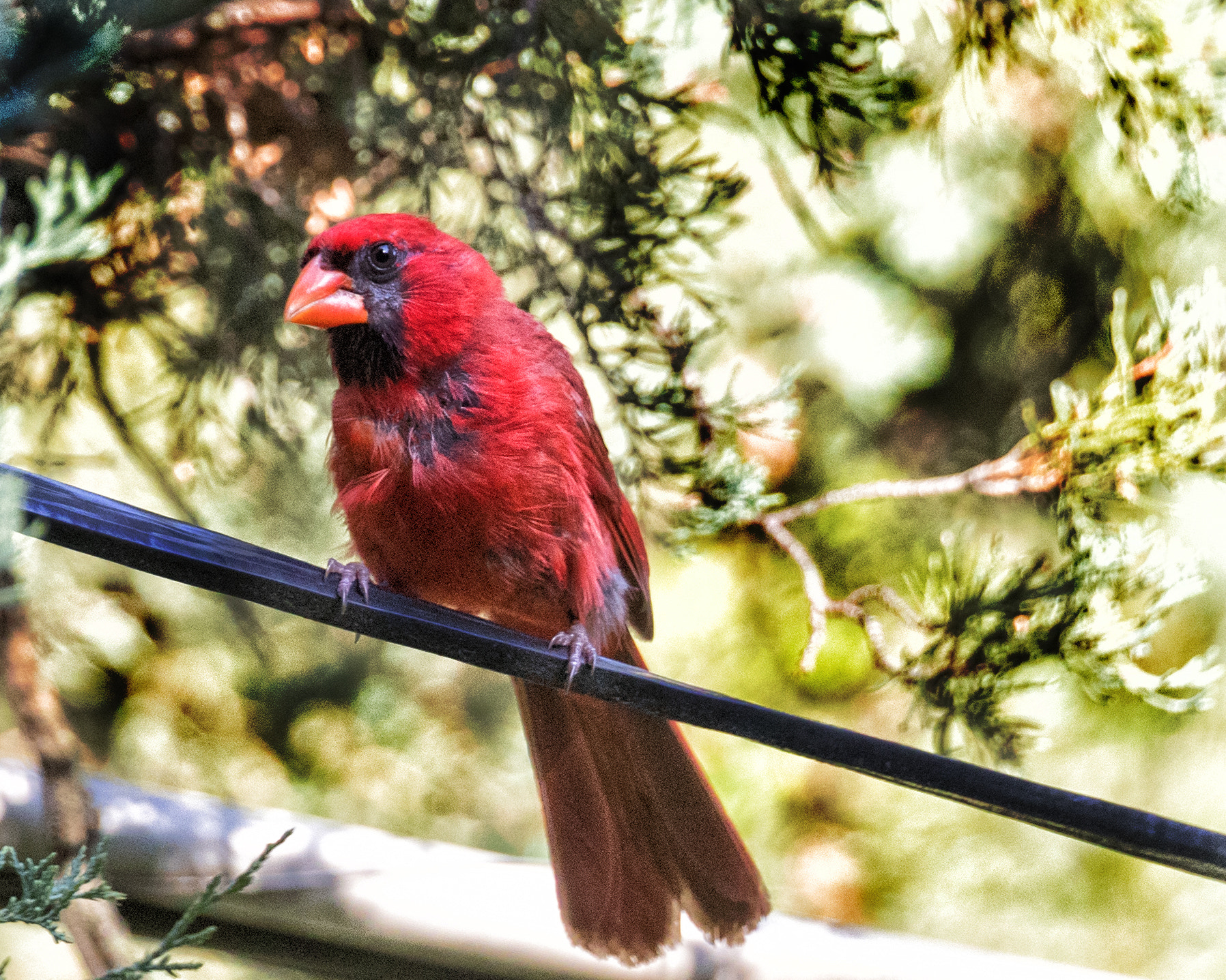 Canon EOS-1D X Mark II + Canon EF 300mm F2.8L IS II USM sample photo. Red bird photography