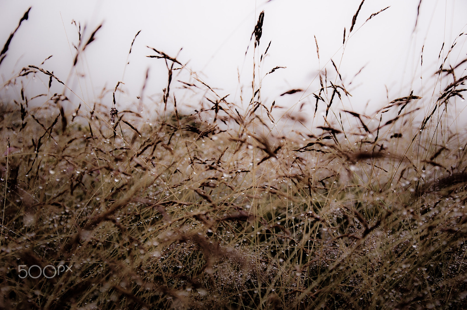Nikon D50 sample photo. Painting photography