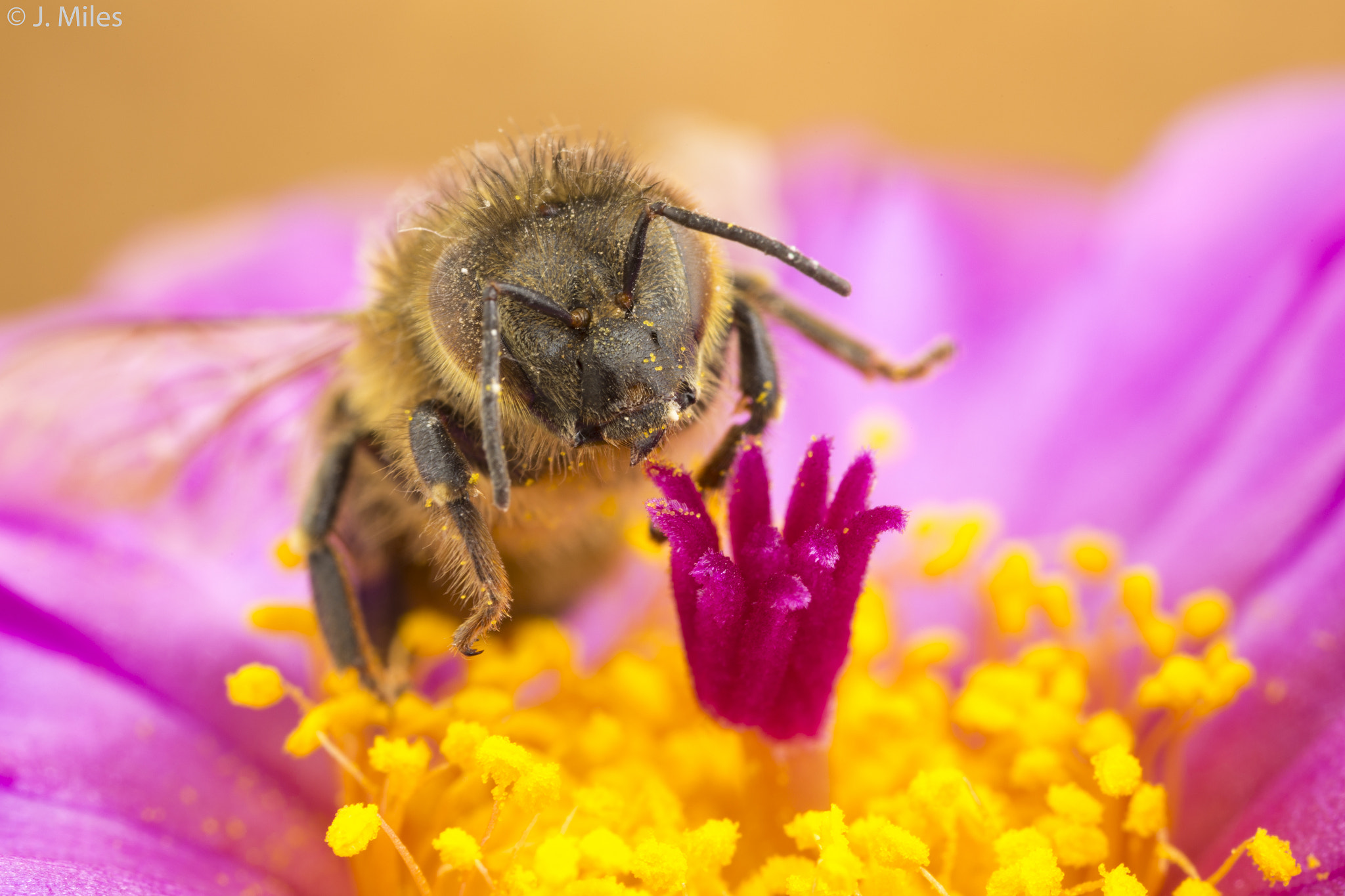 Canon MP-E 65mm F2.5 1-5x Macro Photo sample photo. Playing with pollen photography