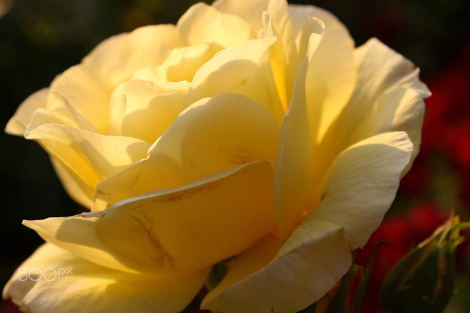 Canon EF-S 18-55mm F3.5-5.6 IS sample photo. Yellow ... at home photography