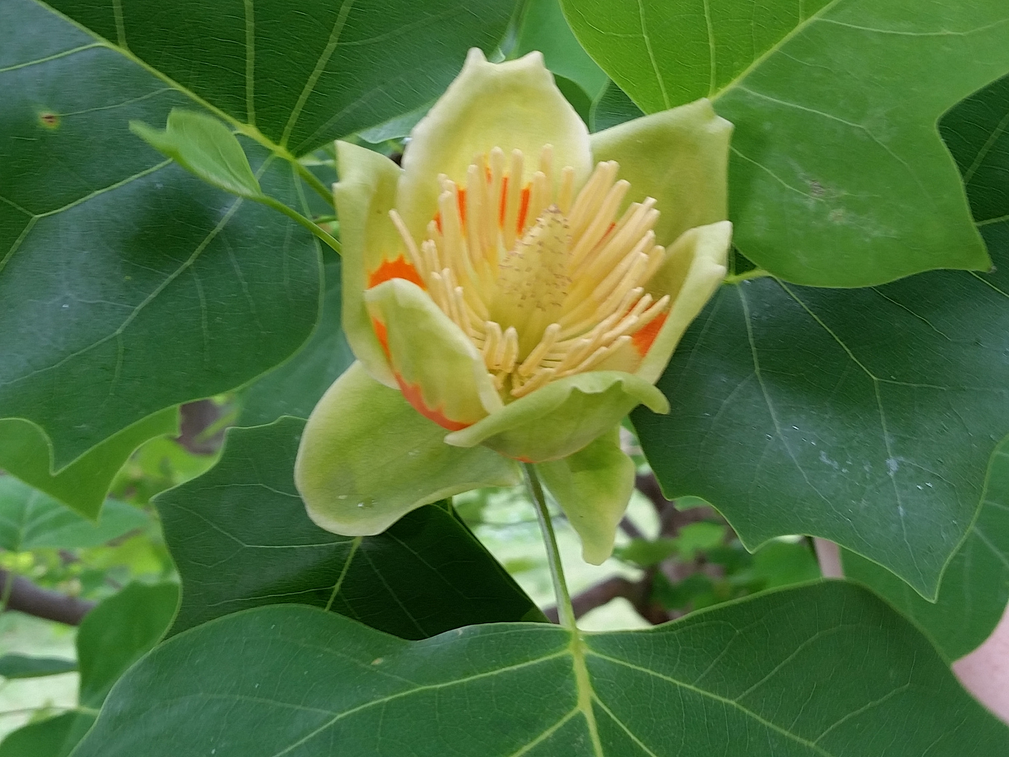 Samsung Galaxy S5 Active sample photo