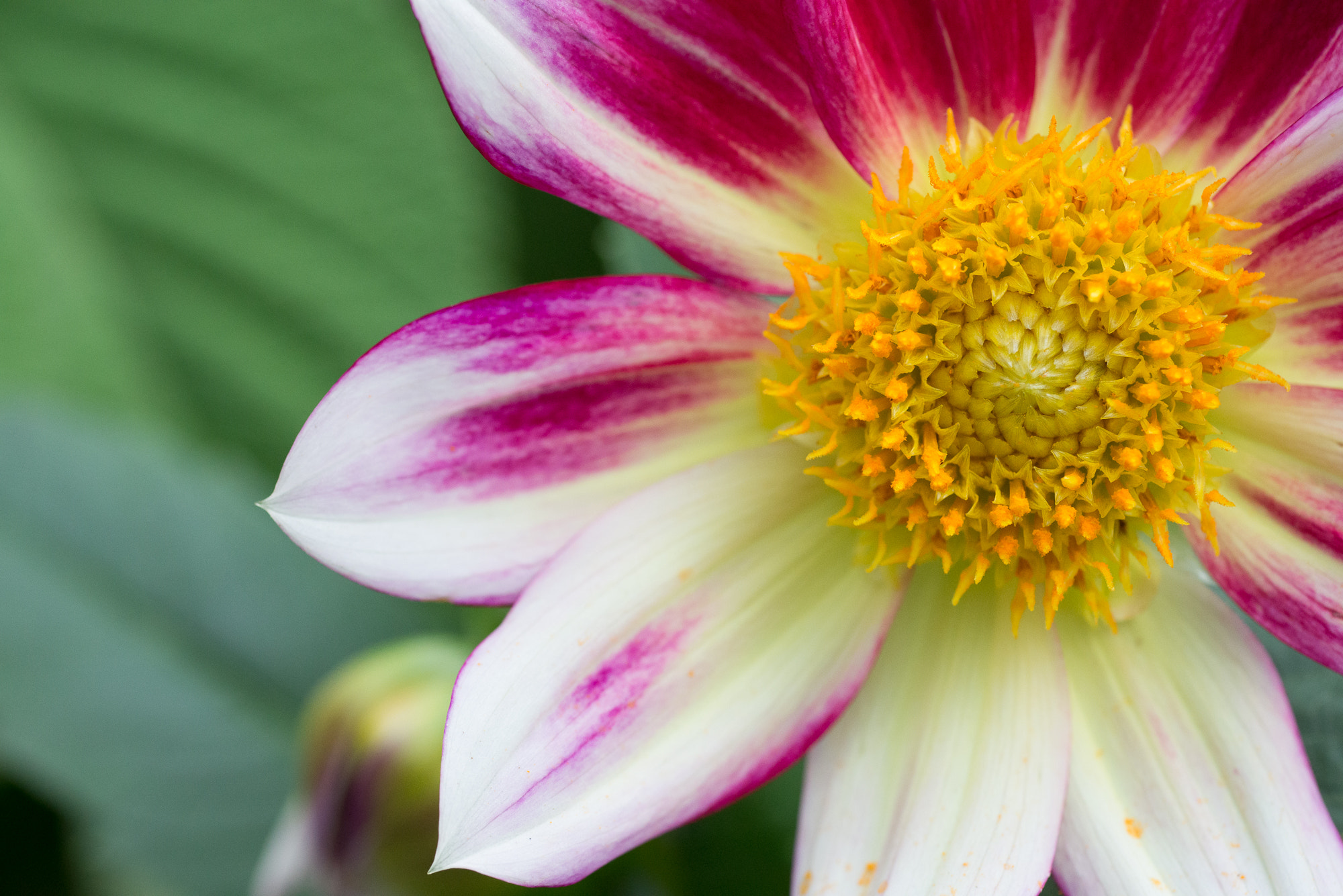 Tamron SP AF 90mm f/2.5 Macro (152E) sample photo. Dahlia sp. 'maroon-tipped dahlia' center photography