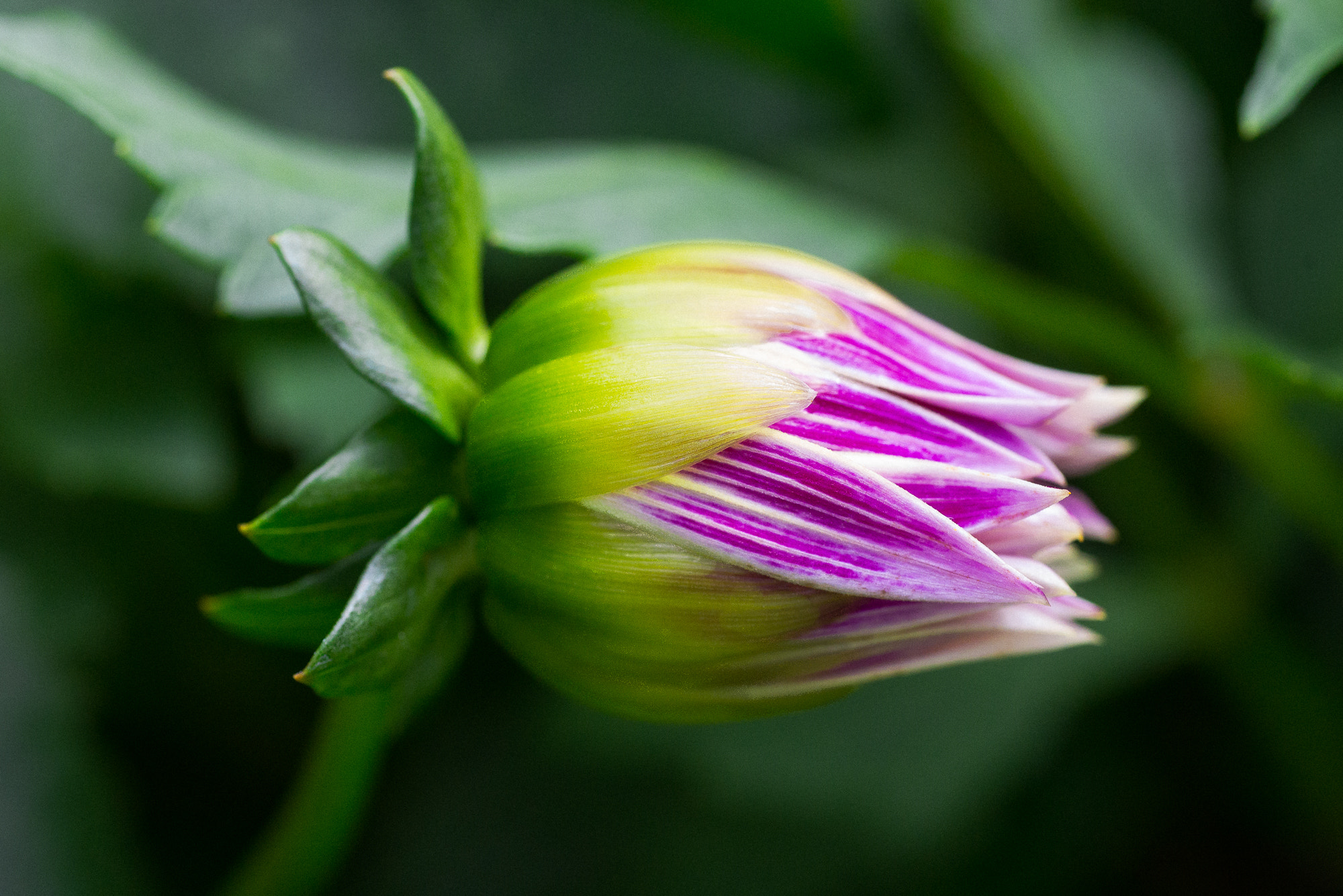 Tamron SP AF 90mm f/2.5 Macro (152E) sample photo. Dahlia sp. 'maroon-tipped dahlia' bud photography
