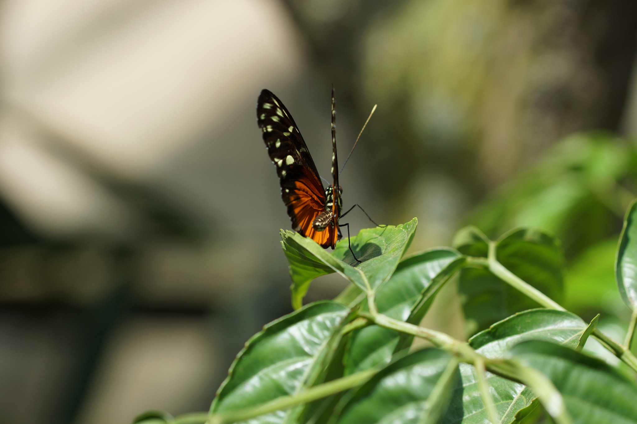 Sony SLT-A65 (SLT-A65V) + 90mm F2.8 Macro SSM sample photo. 24294549443.jpg photography