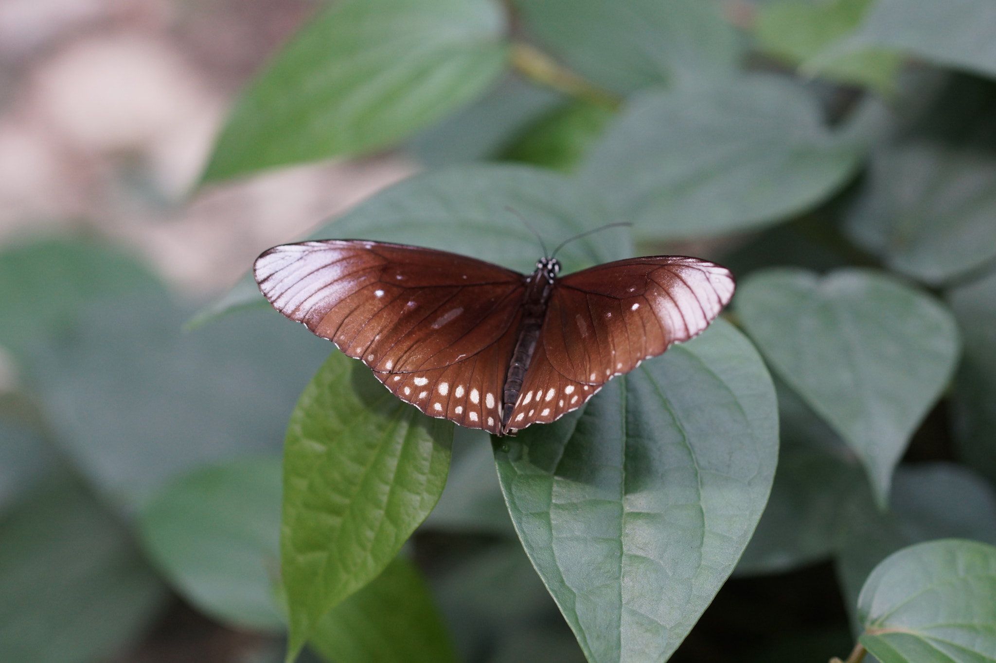 Sony SLT-A65 (SLT-A65V) + 90mm F2.8 Macro SSM sample photo. 24293249494.jpg photography