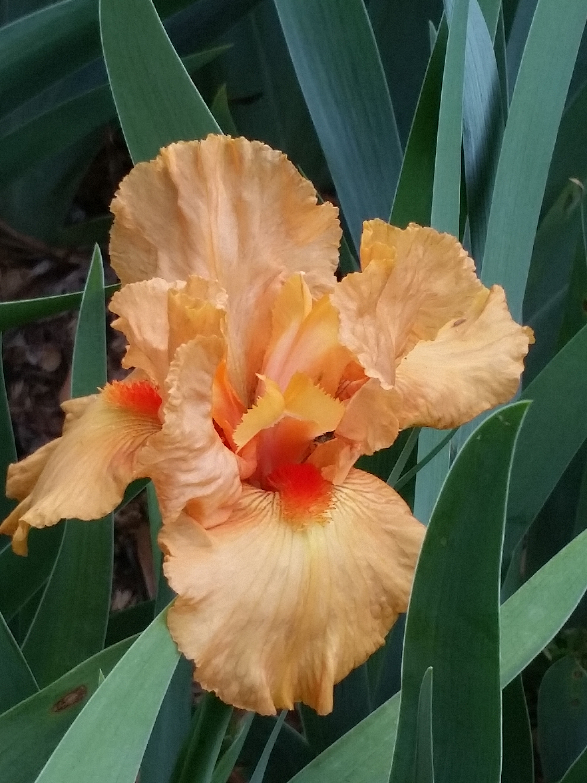 Samsung Galaxy S5 Active sample photo