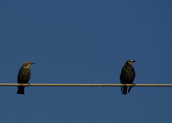 Minolta AF 100-300mm F4.5-5.6 sample photo. Szpak (sturnus vulgaris) photography