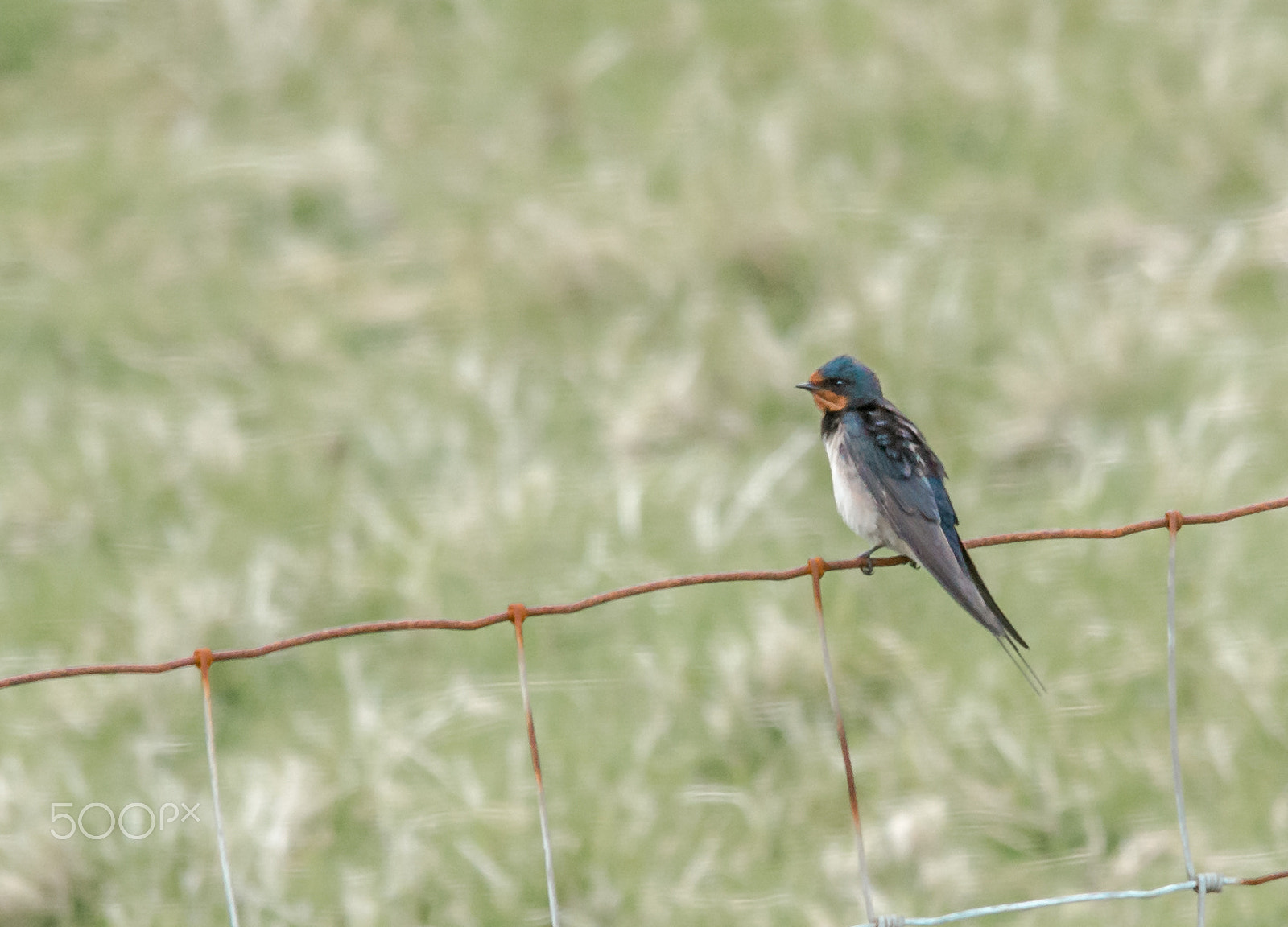 Sigma 150-500mm F5-6.3 DG OS HSM sample photo. Swallow photography