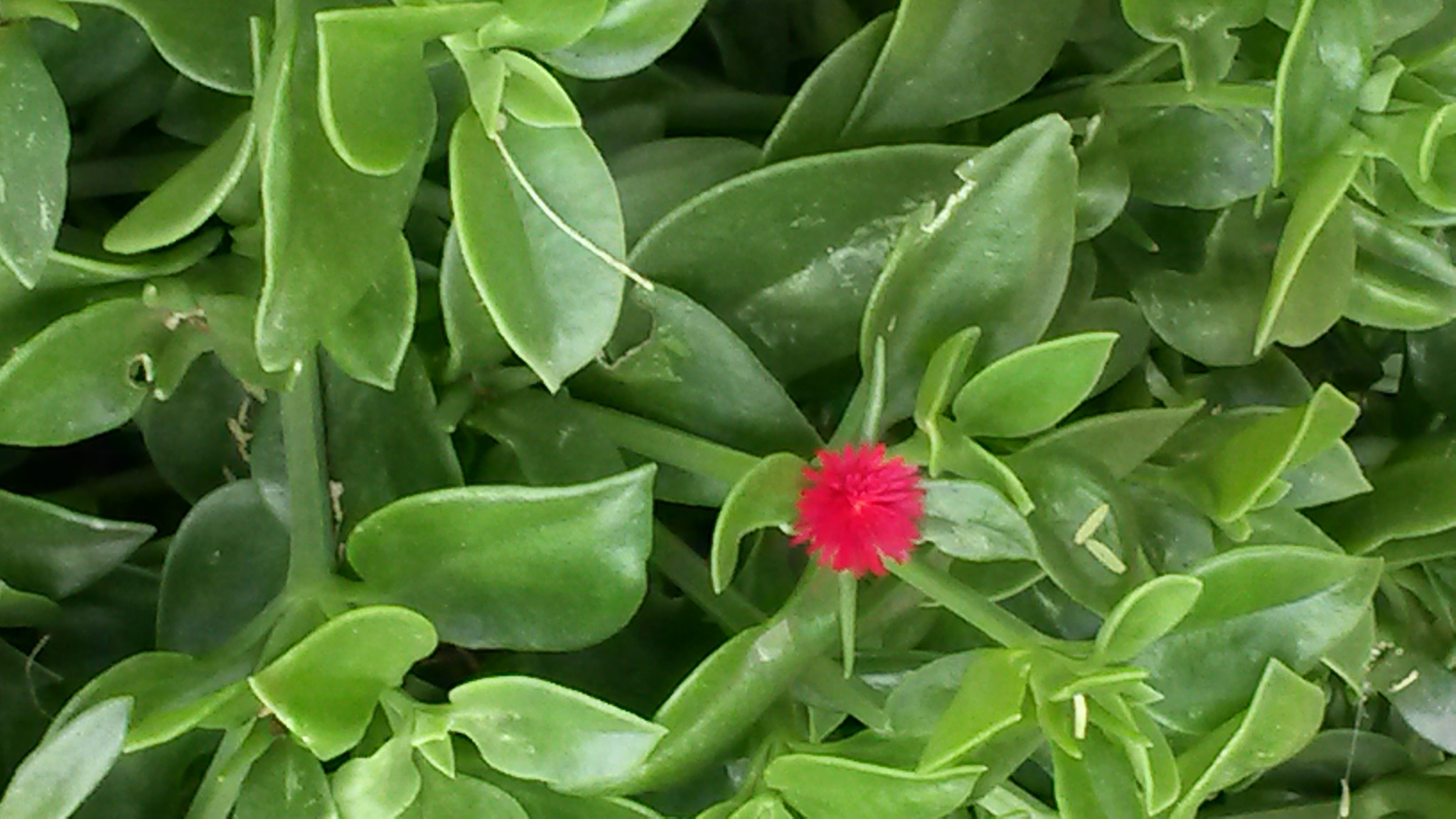 Samsung Galaxy S4 Active sample photo. Lonely photography