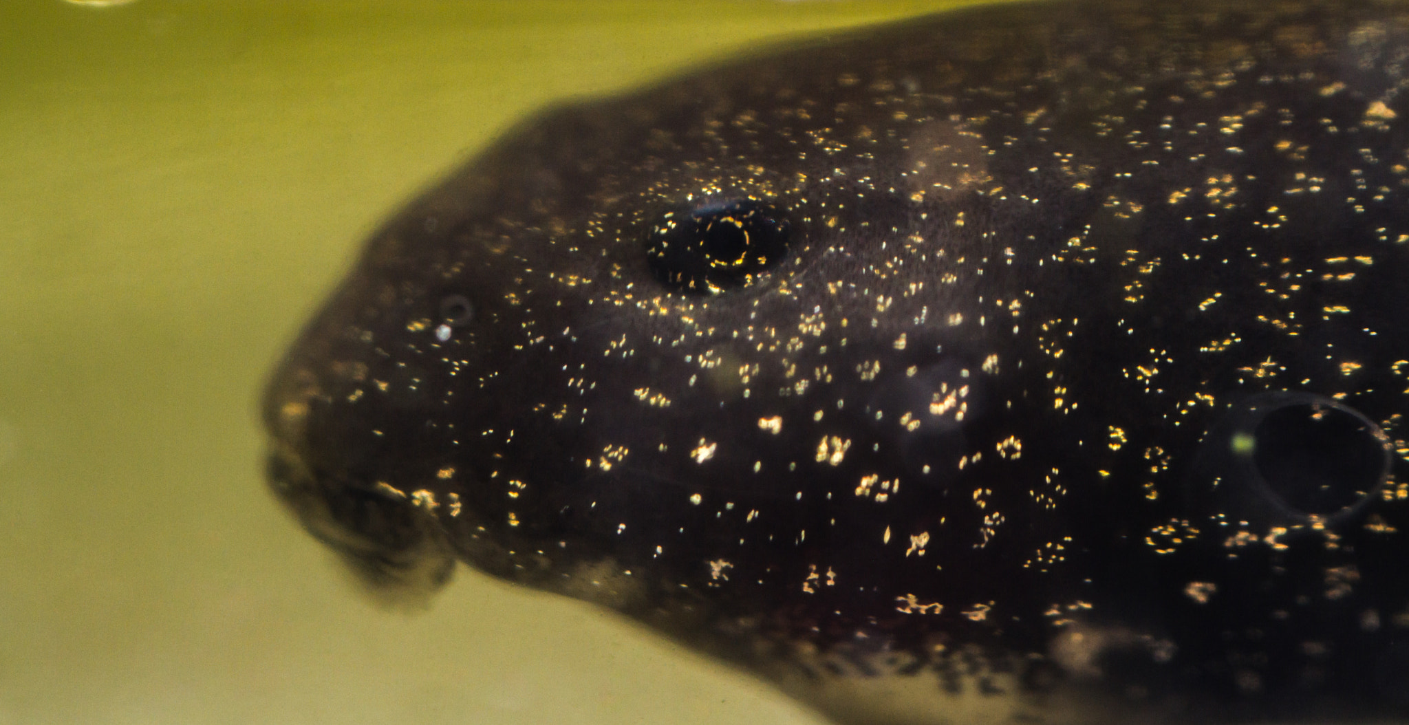 Canon MP-E 65mm F2.5 1-5x Macro Photo sample photo. Rana temporaria - tadpole photography
