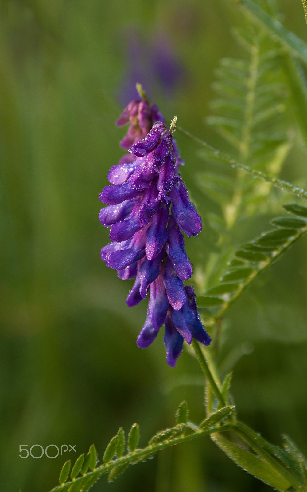 18.00 - 200.00 mm f/3.5 - 6.3 sample photo. Vetch photography
