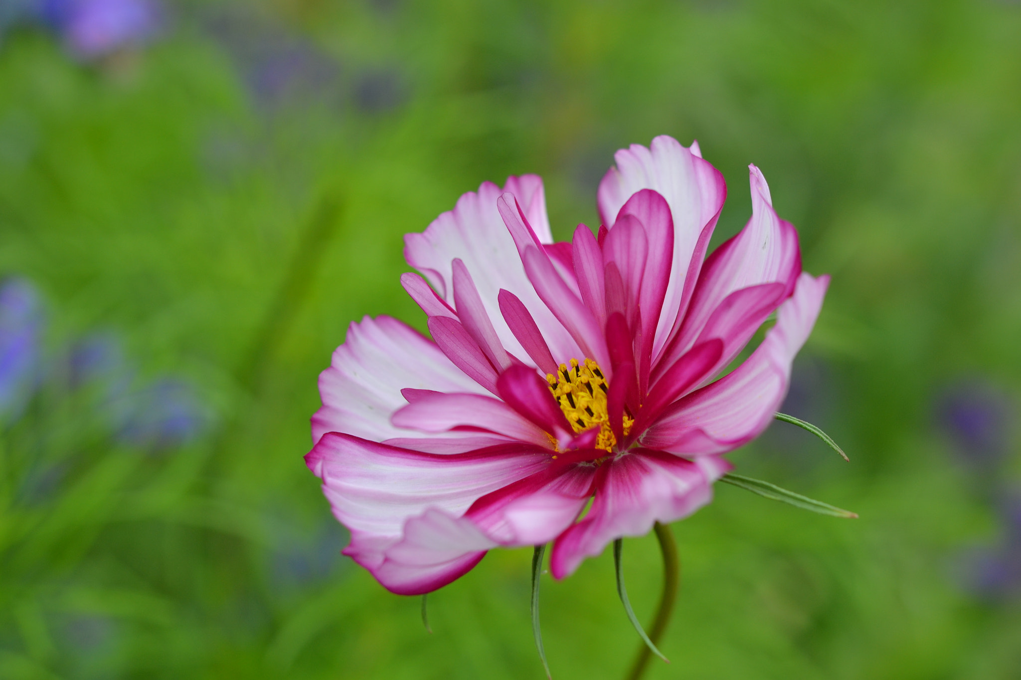 Nikon AF-S Micro-Nikkor 60mm F2.8G ED sample photo. Dsc photography