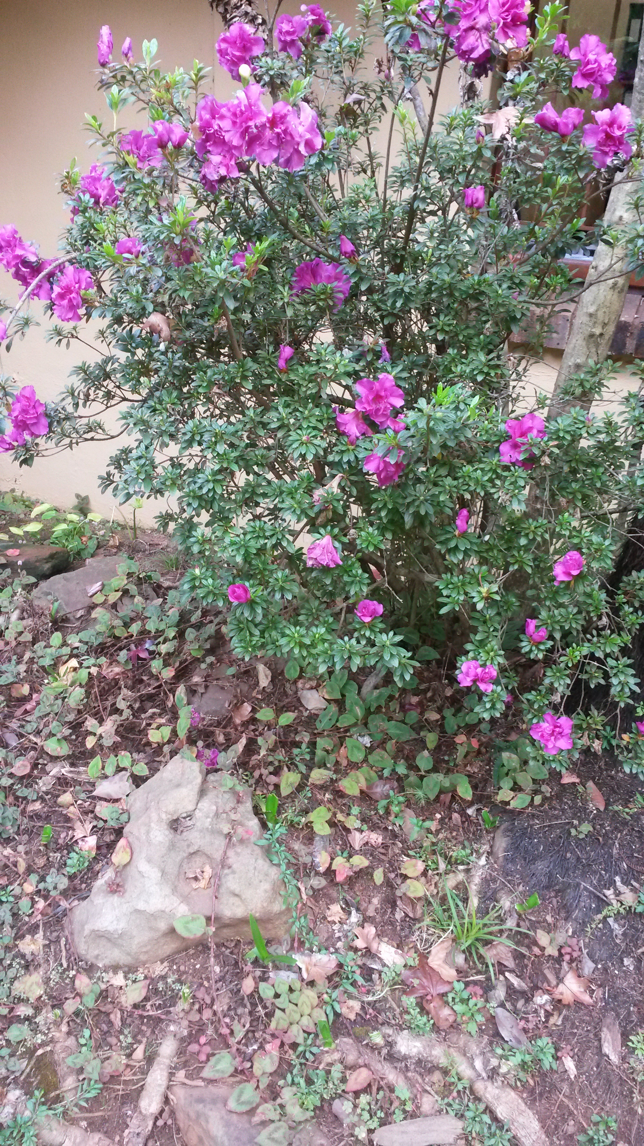 Samsung Galaxy S4 Active sample photo. Garden party photography
