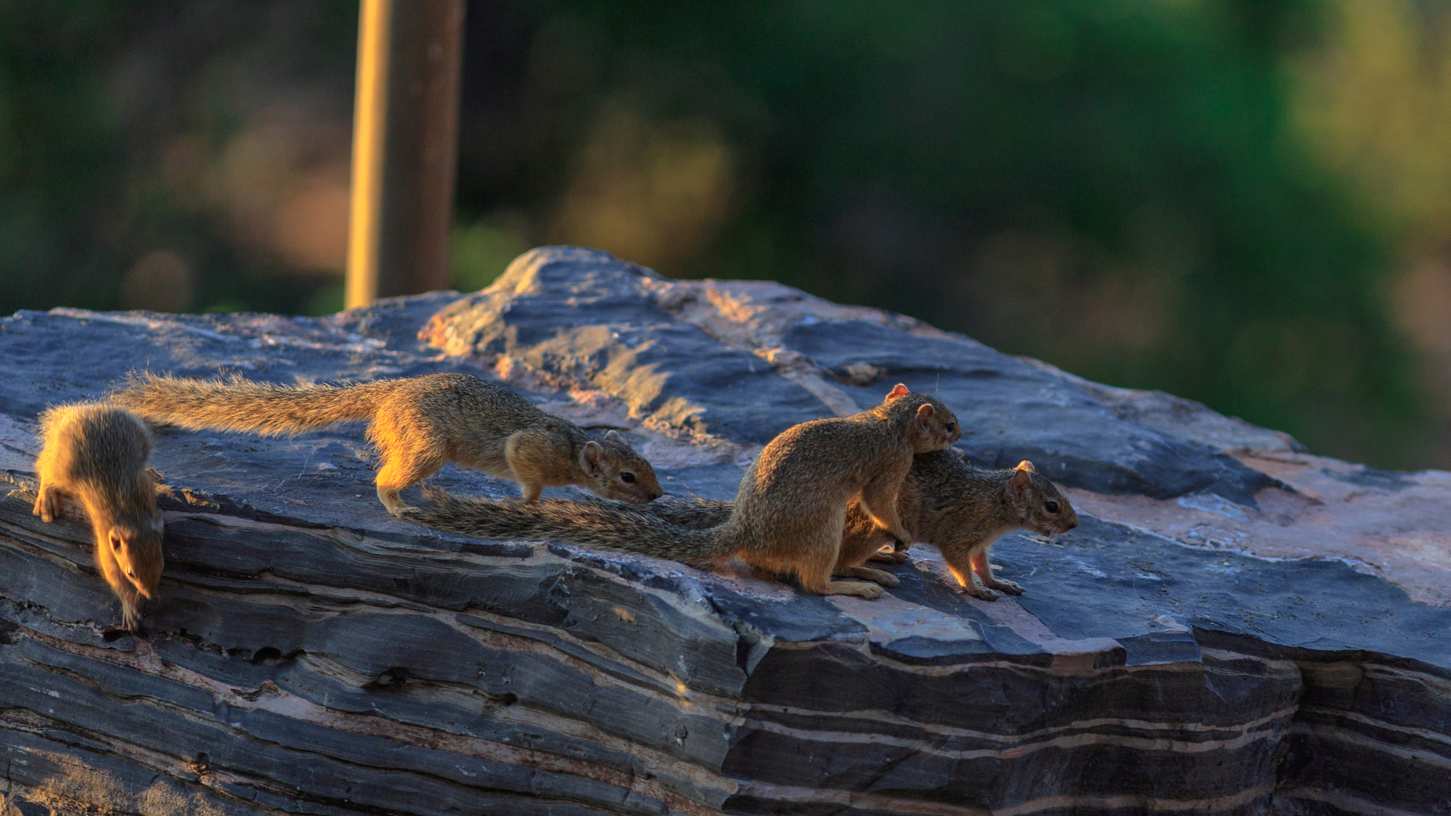 Canon EOS 6D + Canon EF 300mm F4L IS USM sample photo. Img photography