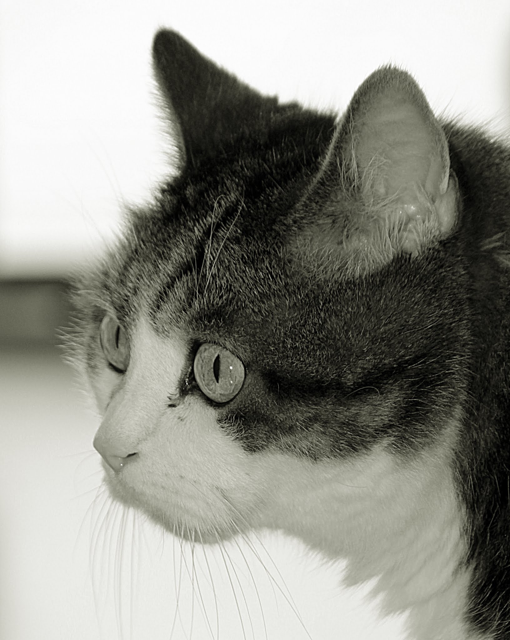 Canon EF 75-300mm F4.0-5.6 IS USM sample photo