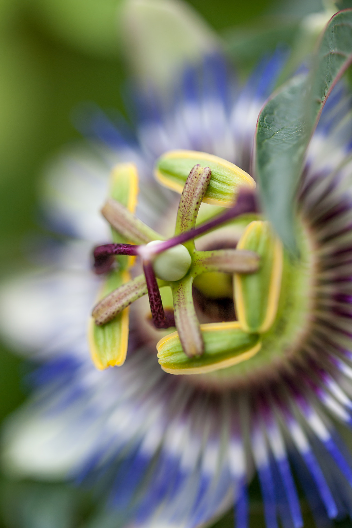 Sigma 105mm F2.8 EX DG OS HSM sample photo. Passion photography