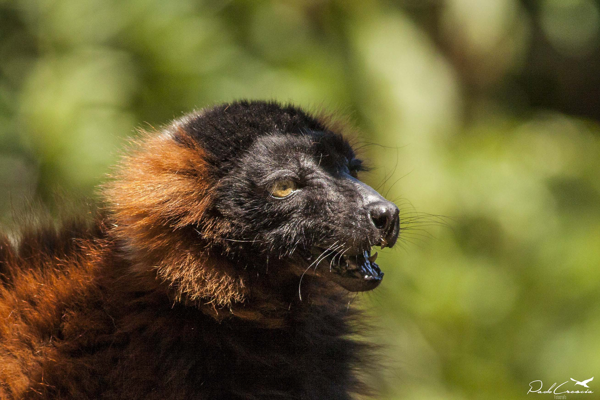 Canon EOS 50D + Canon EF 400mm F5.6L USM sample photo. Vari rosso (varecia rubra) photography