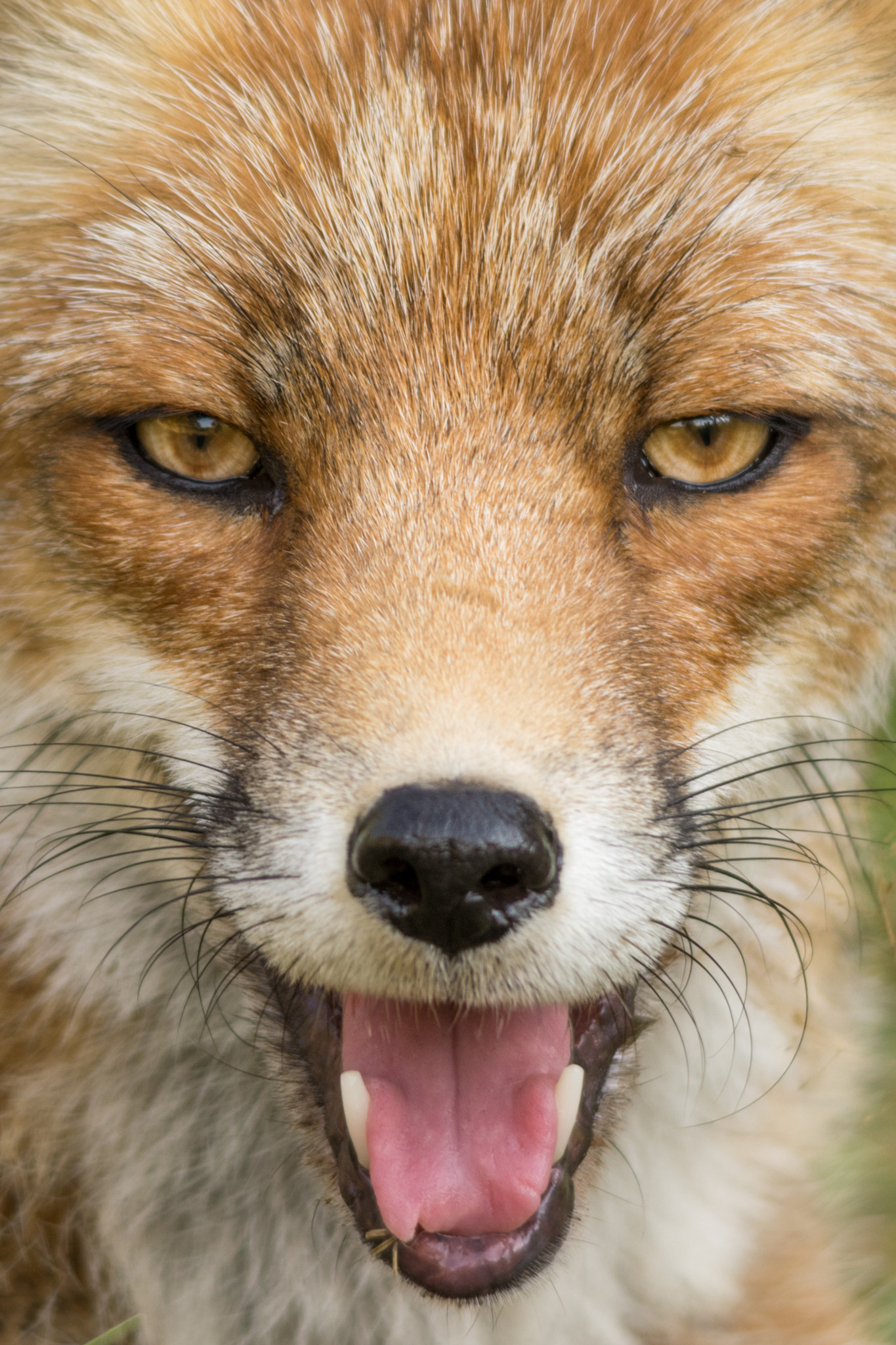 Sigma 150-500mm F5-6.3 DG OS HSM sample photo. Eyes locked...  photography