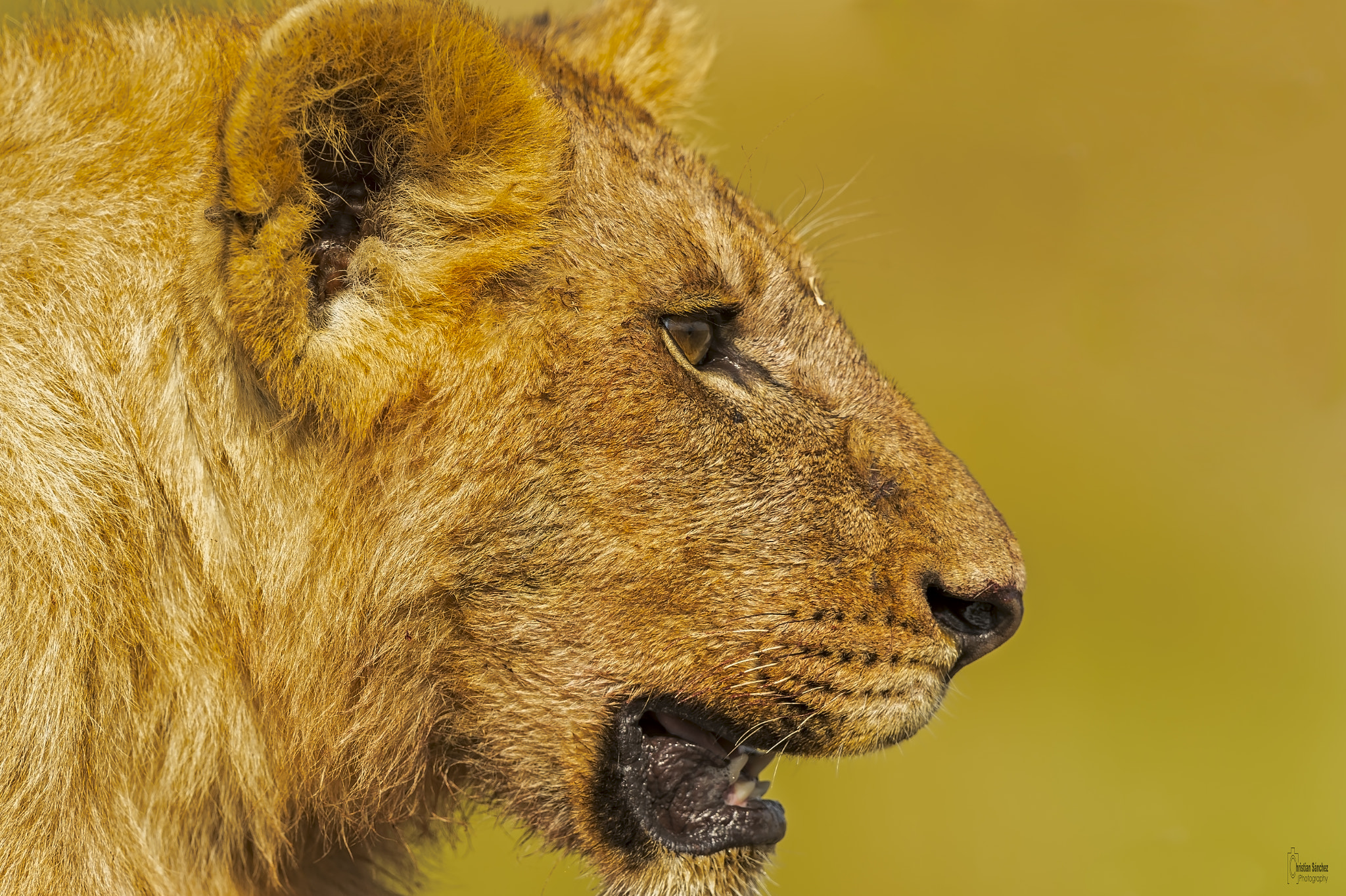 Nikon AF-S Nikkor 400mm F2.8G ED VR II sample photo. Lion photography