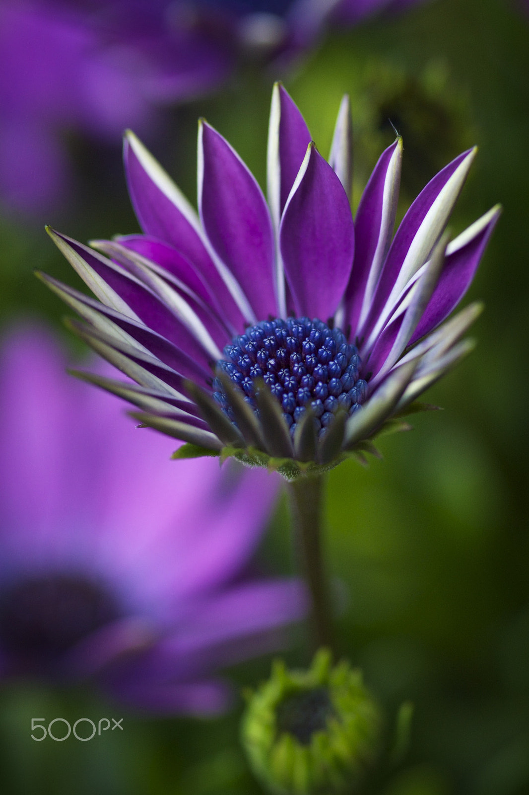 Sony SLT-A77 + Minolta AF 100mm F2.8 Macro [New] sample photo. Osteospermum photography