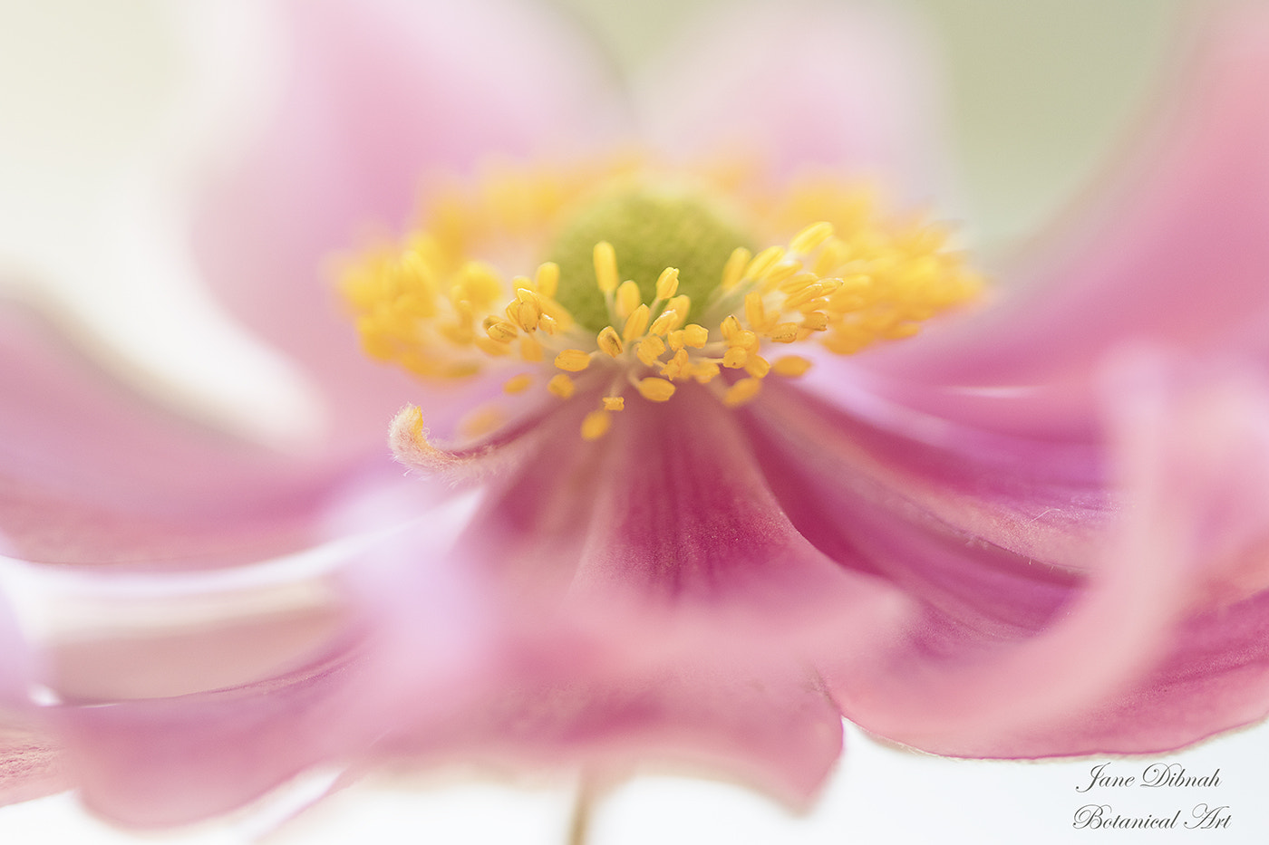 Canon EF 180mm F3.5L Macro USM sample photo. Anemone photography