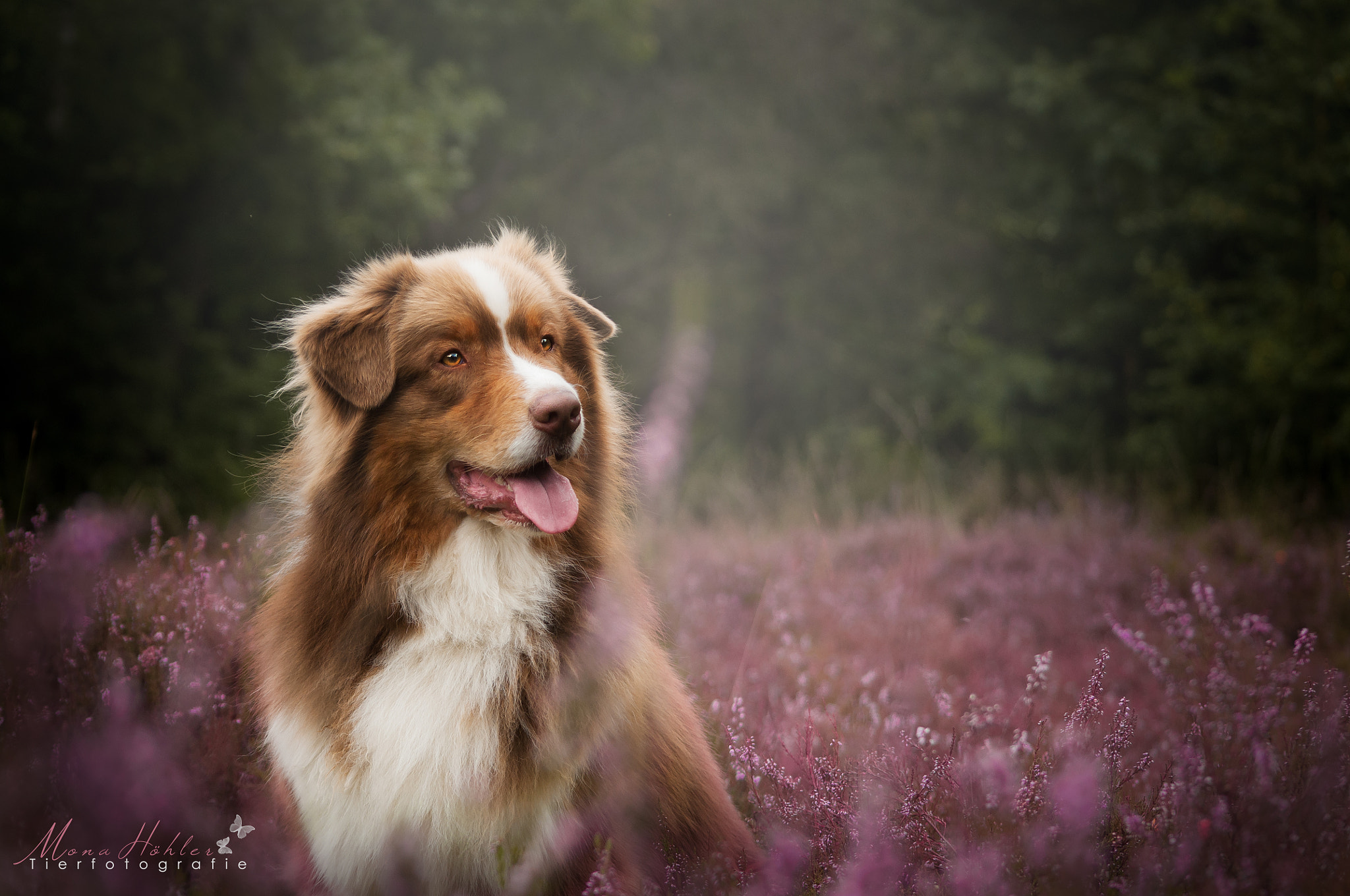 Nikon D90 + AF Nikkor 70-210mm f/4-5.6 sample photo. Australian shepherd photography