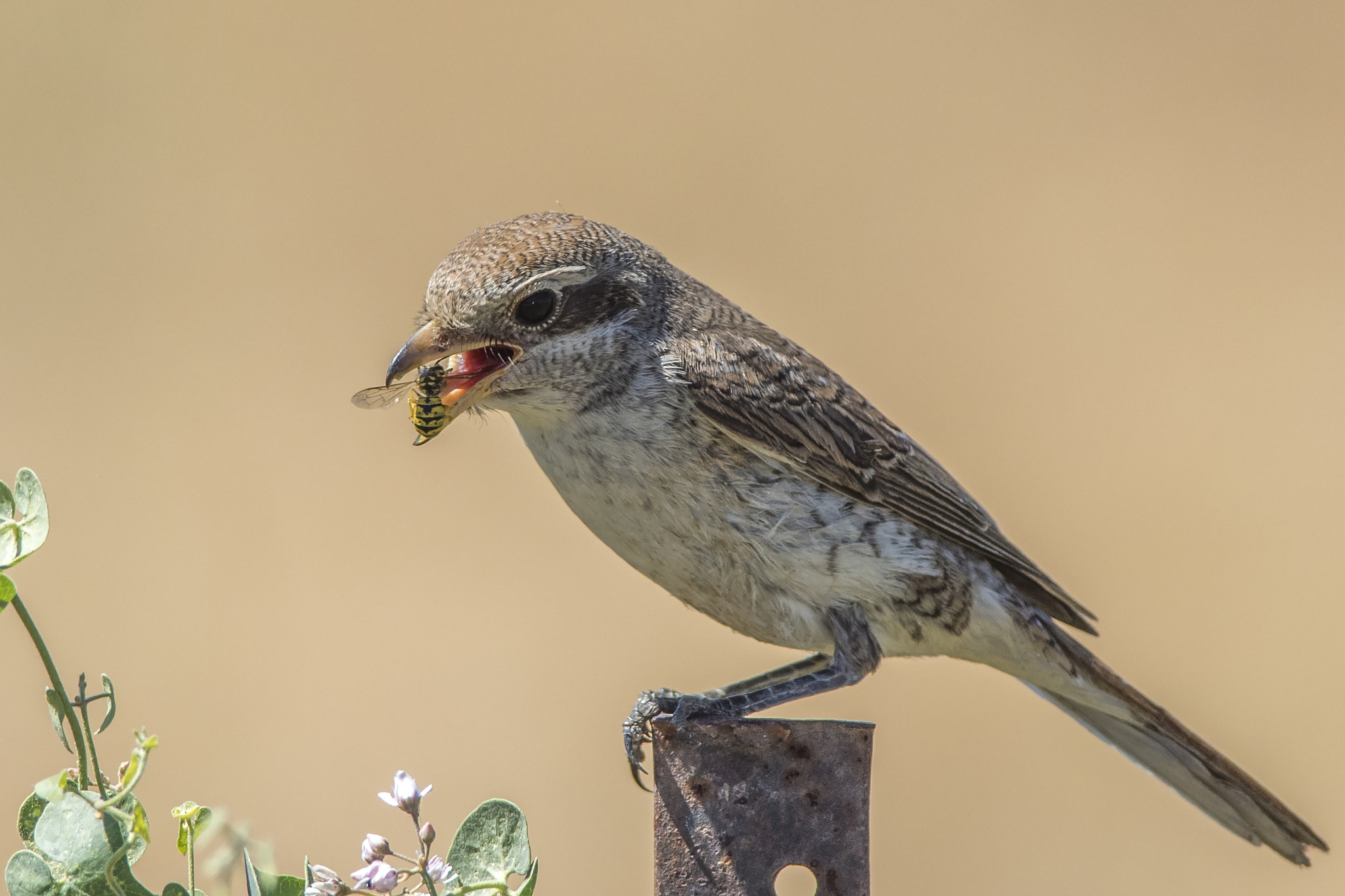 Nikon D810 + Nikon AF-S Nikkor 300mm F4D ED-IF sample photo. Red-backed shrike photography