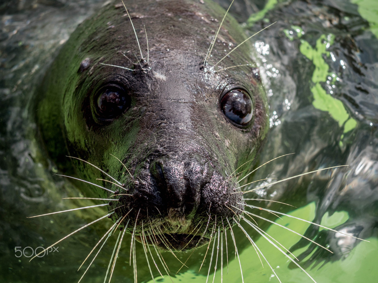 Panasonic Lumix DMC-GX8 sample photo. Seal 2 photography