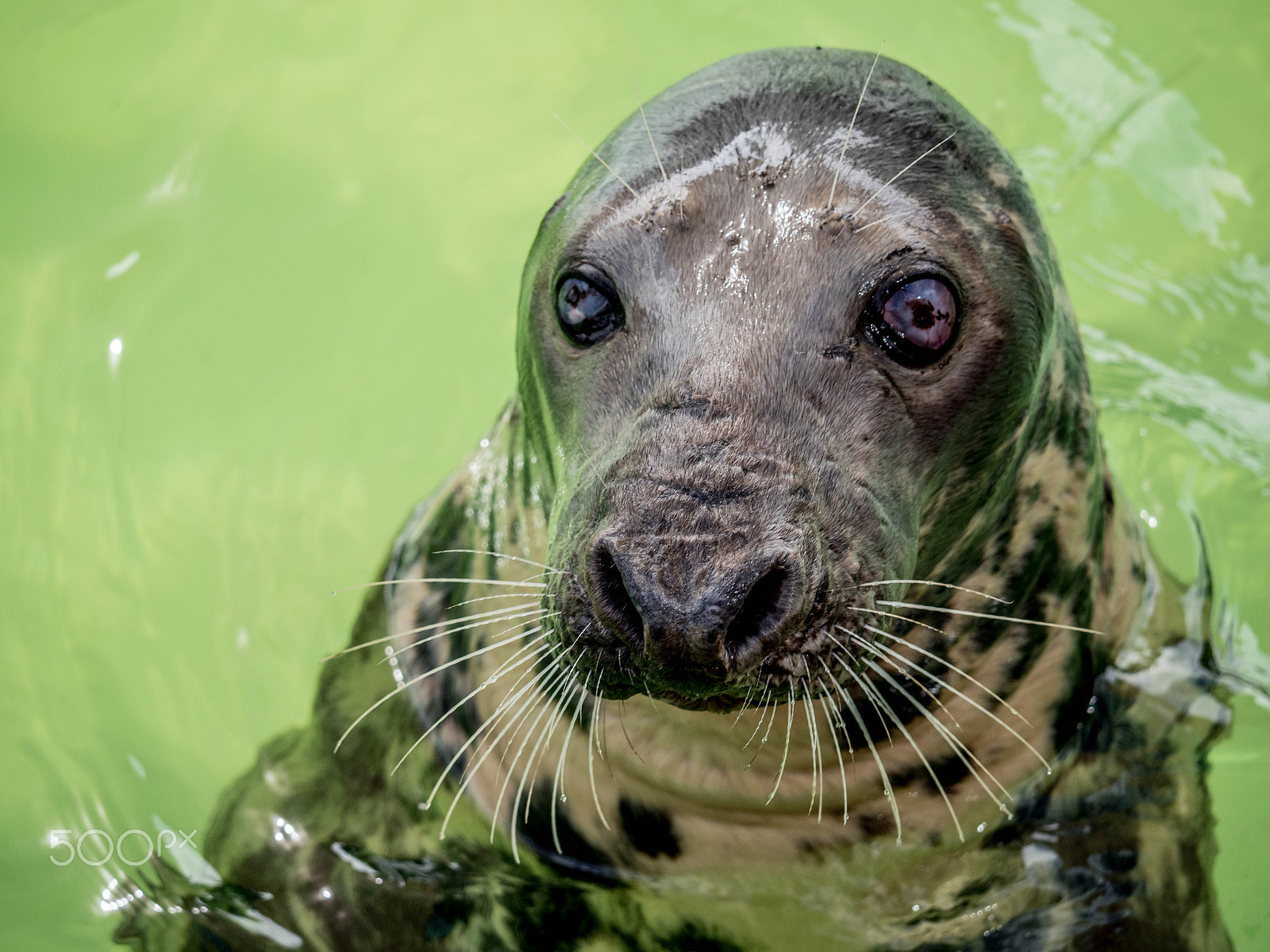Panasonic Lumix DMC-GX8 sample photo. Seal 1 photography