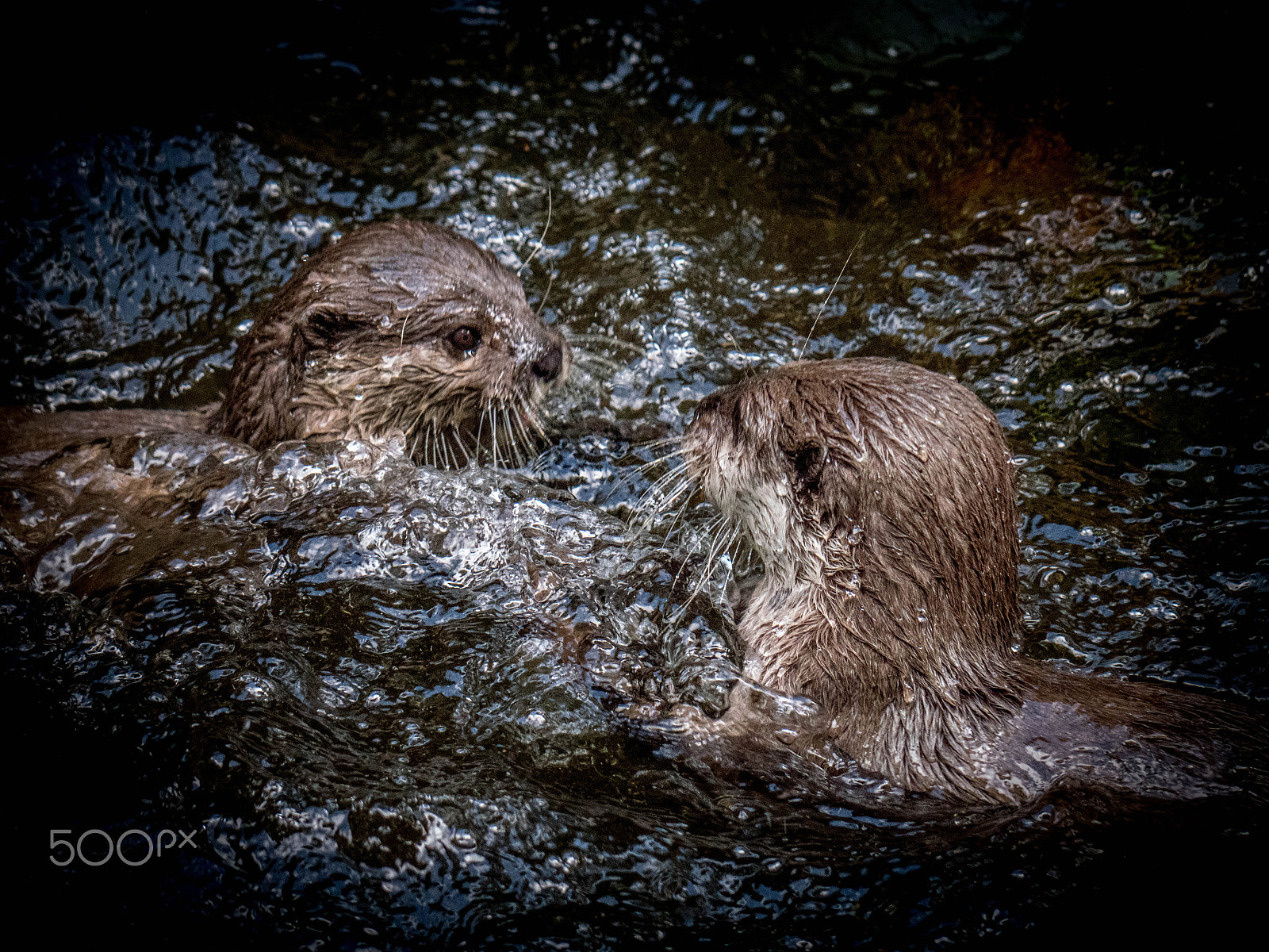 Panasonic Lumix DMC-GX8 sample photo. Otters photography