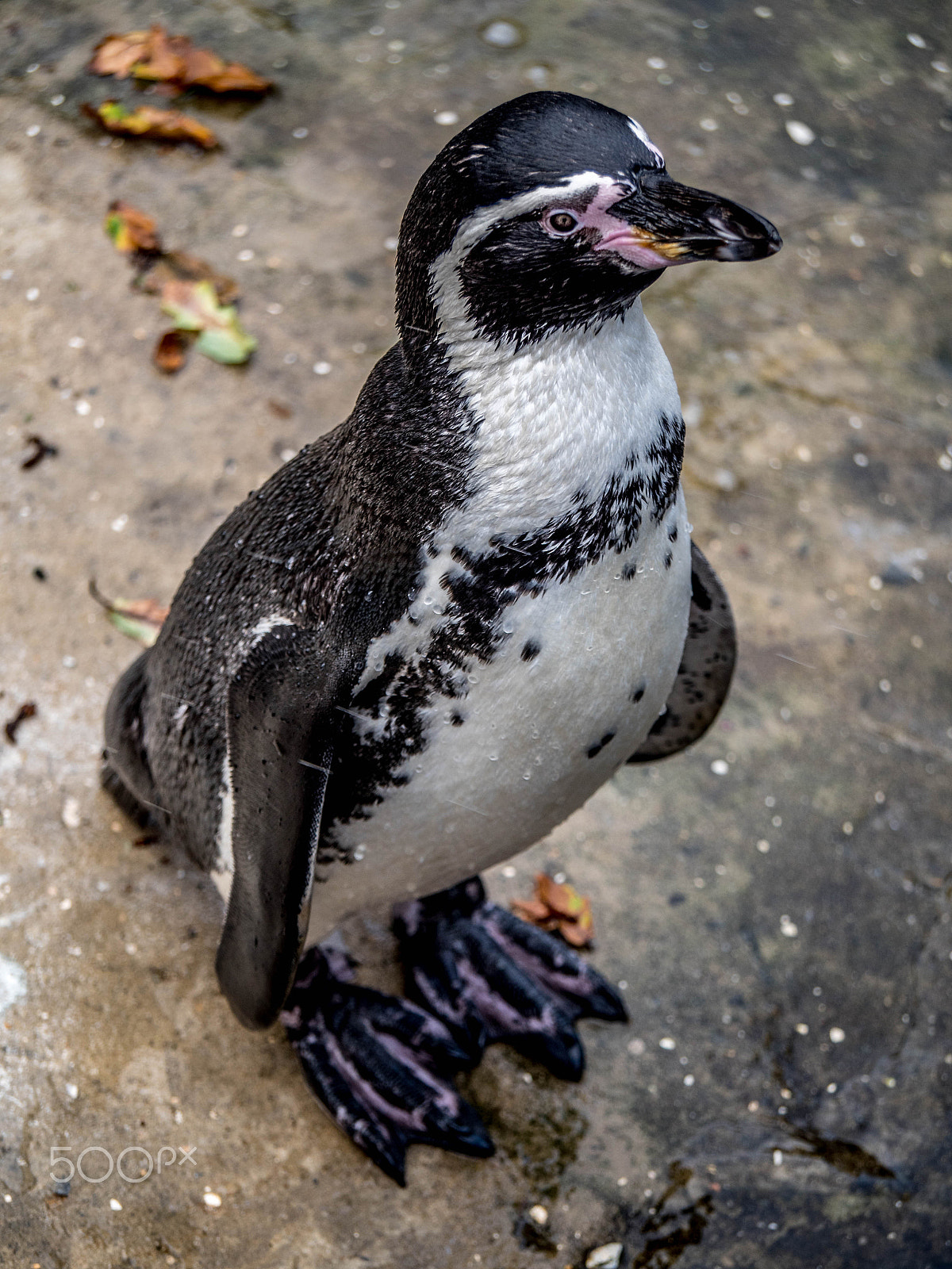Panasonic Lumix DMC-GX8 sample photo. Mr. penguin photography