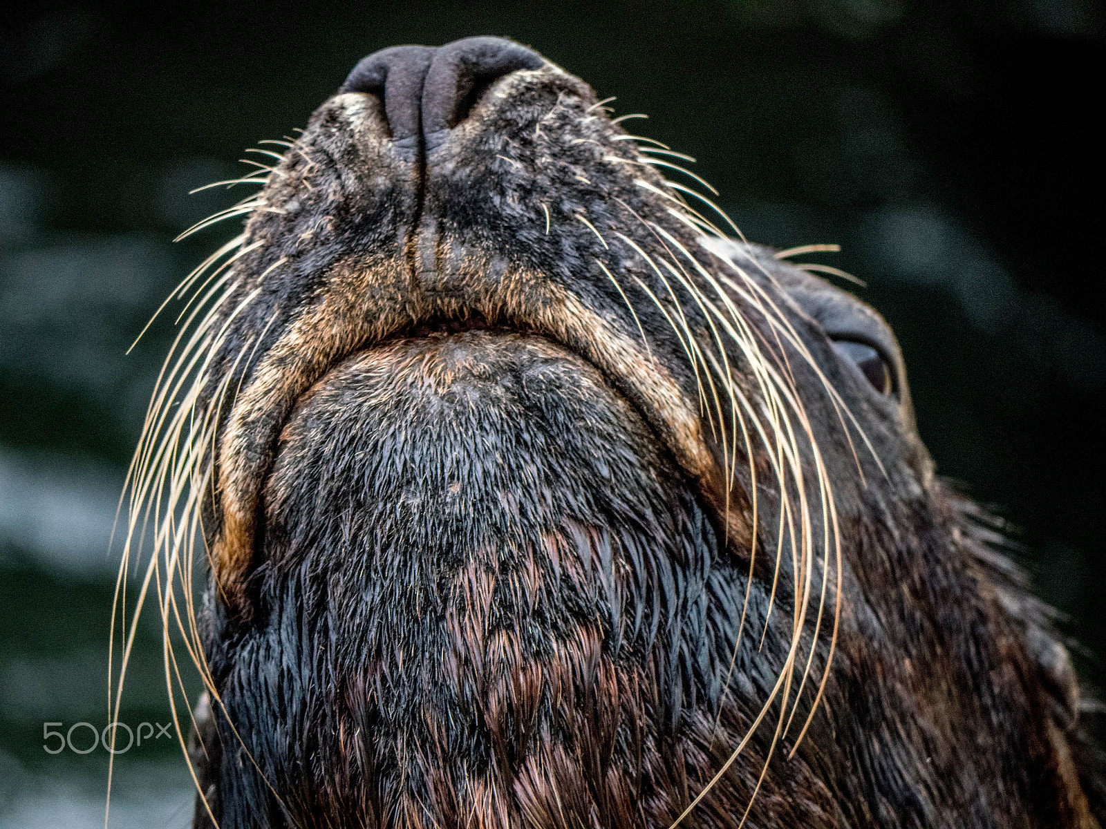 Panasonic Lumix DMC-GX8 sample photo. Lpatagonian sealion photography