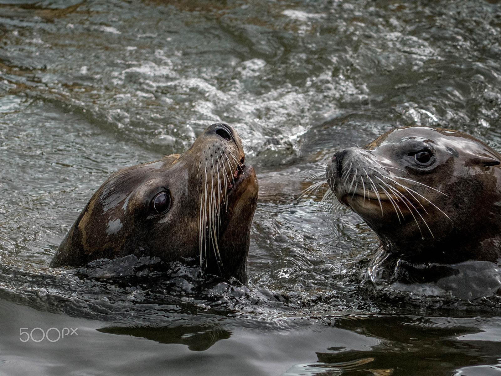 Panasonic Lumix DMC-GX8 sample photo. Californian sealions photography