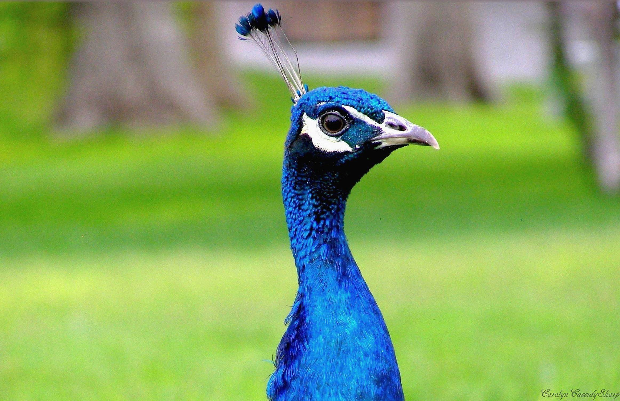 Olympus SP500UZ sample photo. Brilliant peacock photography