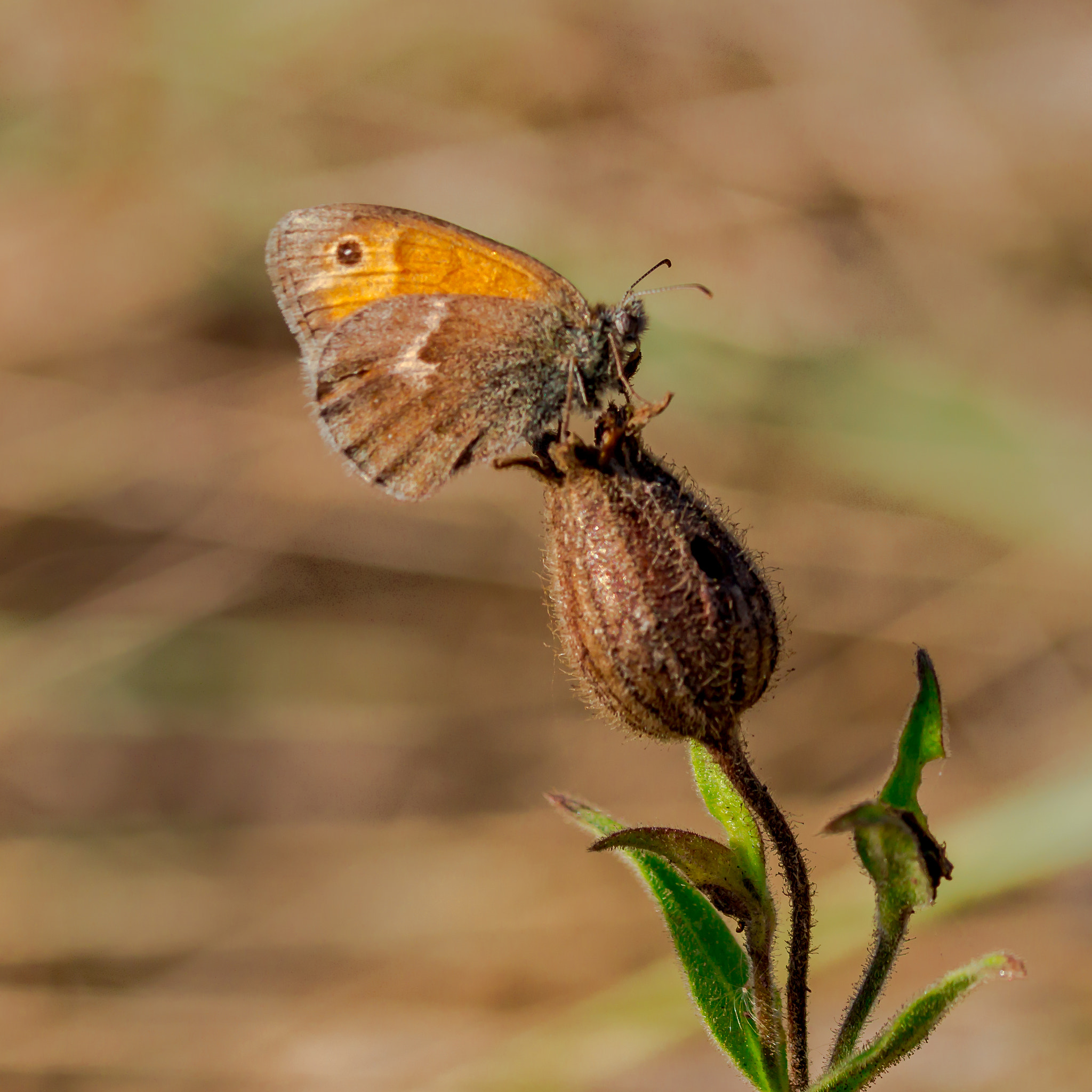 Sony SLT-A58 + 105mm F2.8 sample photo. Bruin zandoogje photography