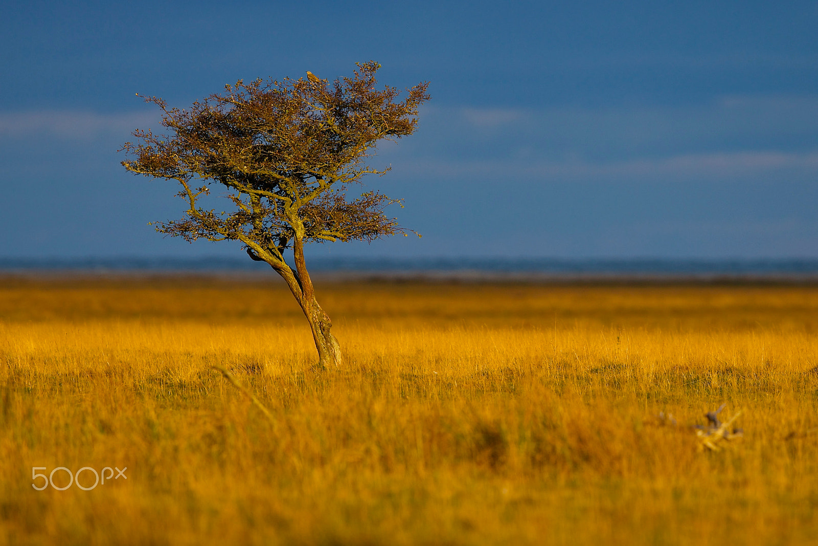 Canon EF 400mm F2.8L IS II USM sample photo. Lonely tree photography